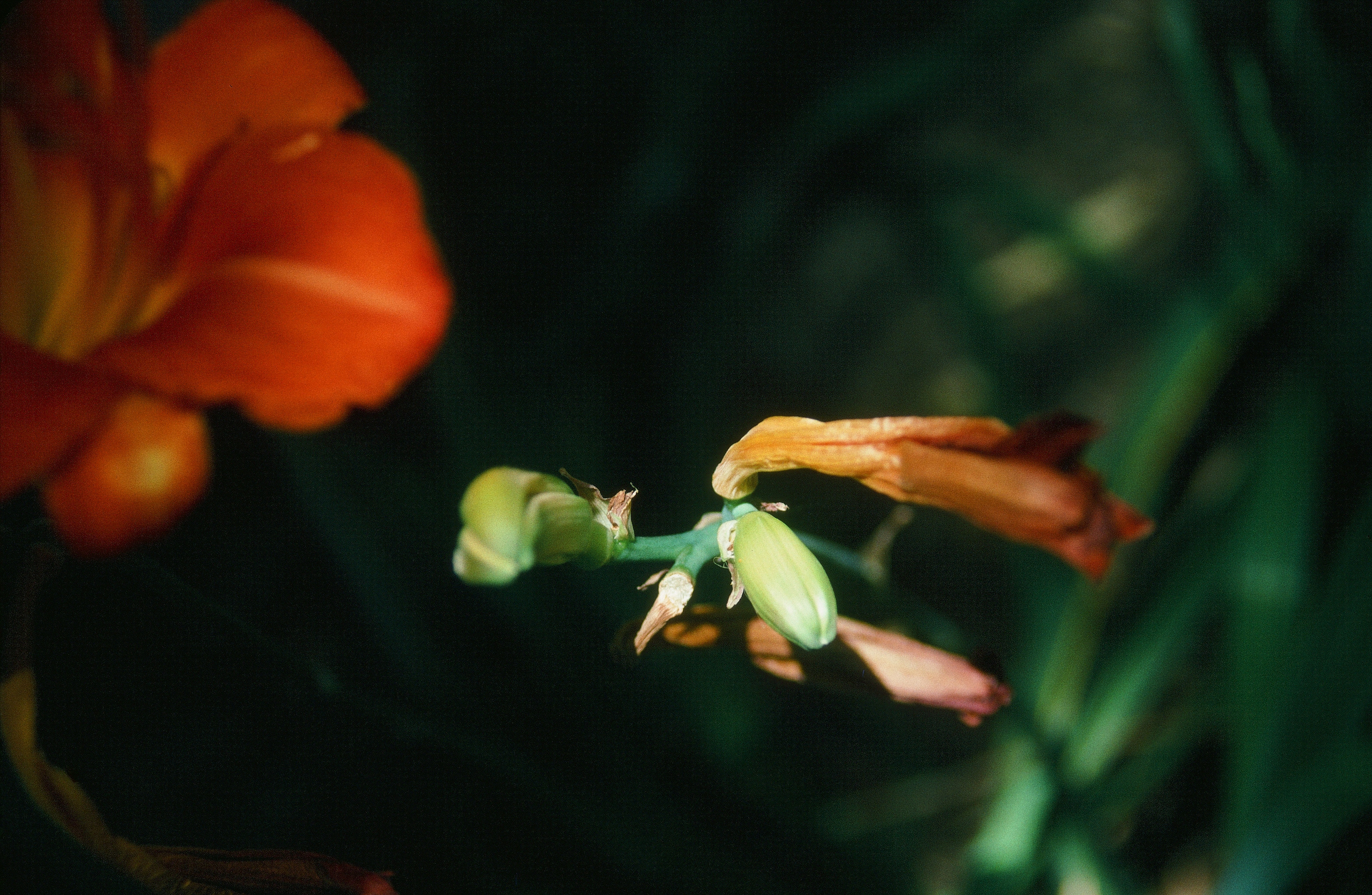 
        <div class='title'>
          Flower Surfer
        </div>
       