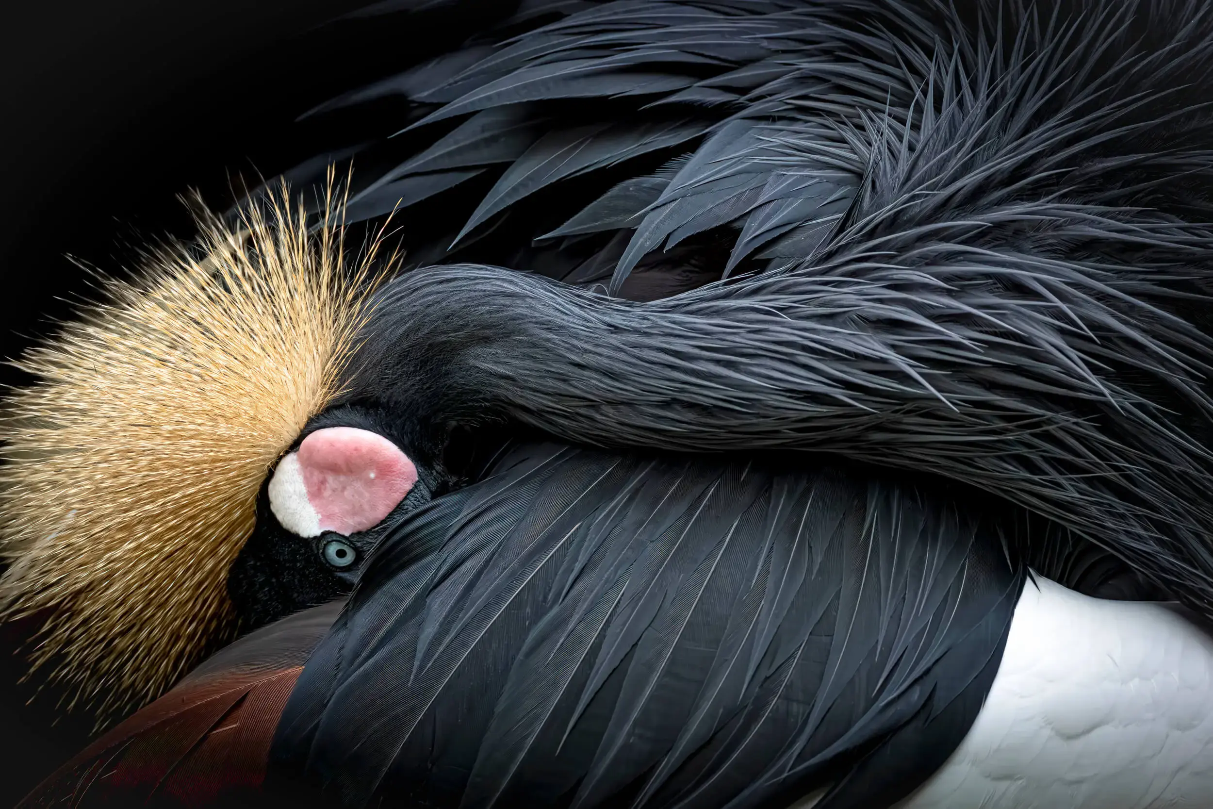
        <div class='title'>
          Grey Crowned Crane 1
        </div>
       