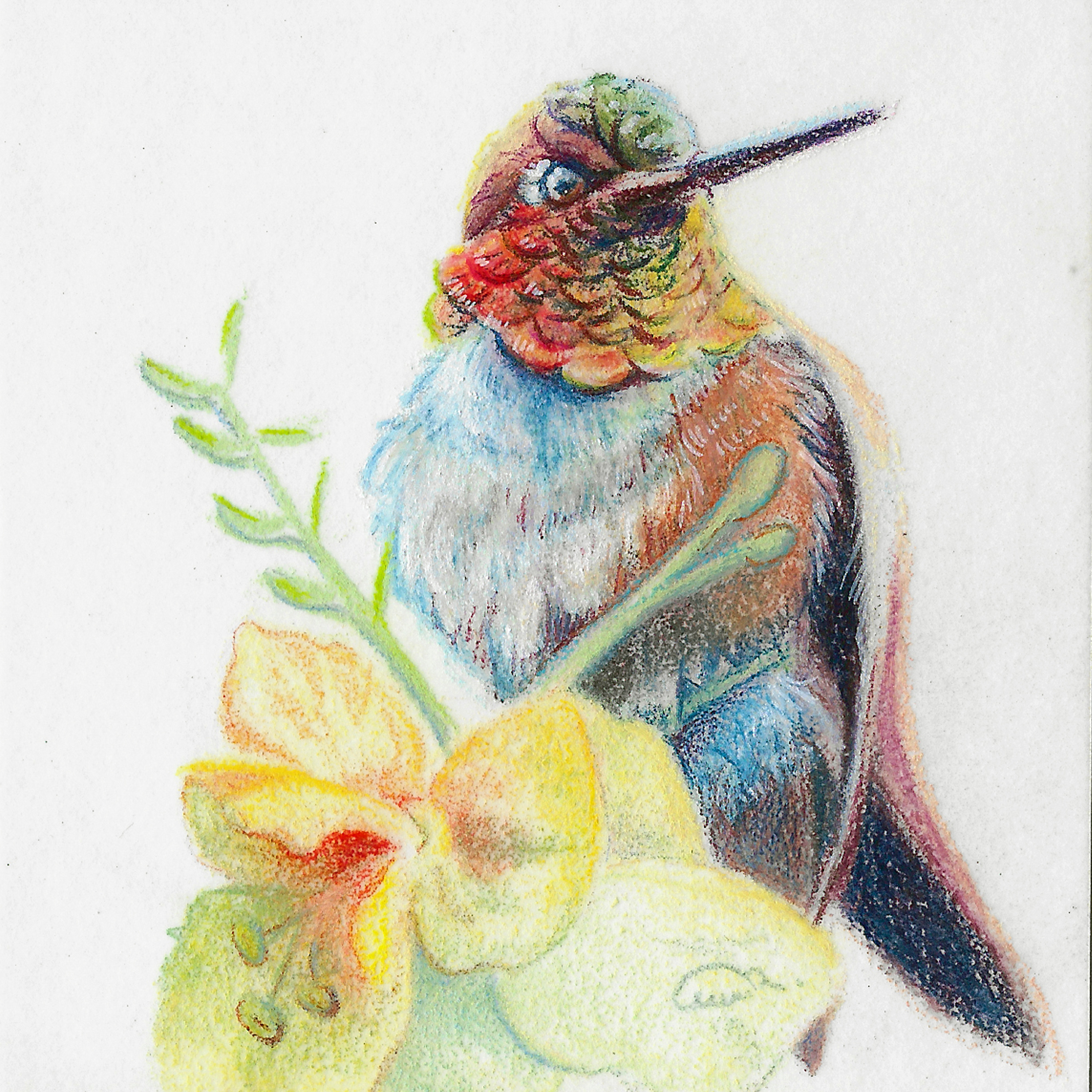 Gemwing4 rufous desert prism mp0hi0