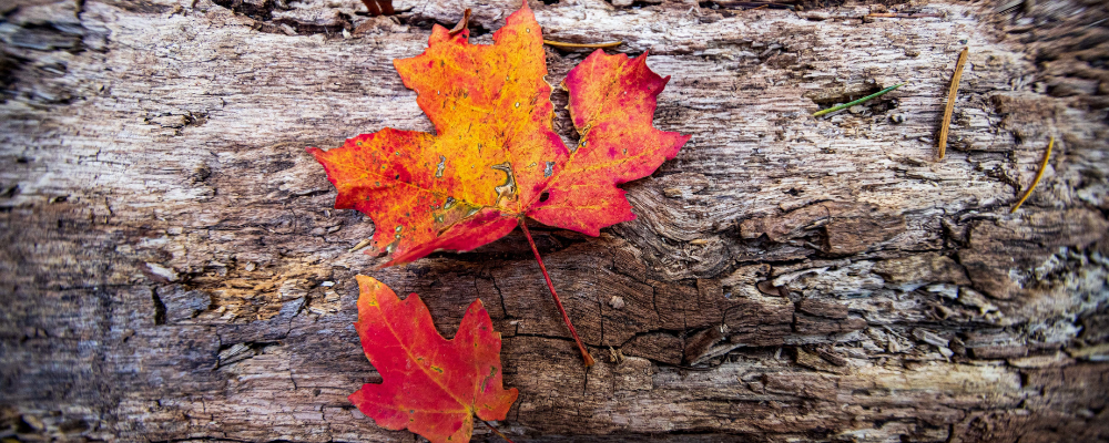 
        <div class='title'>
          Autumn Color
        </div>
       
        <div class='description'>
          
        </div>
      