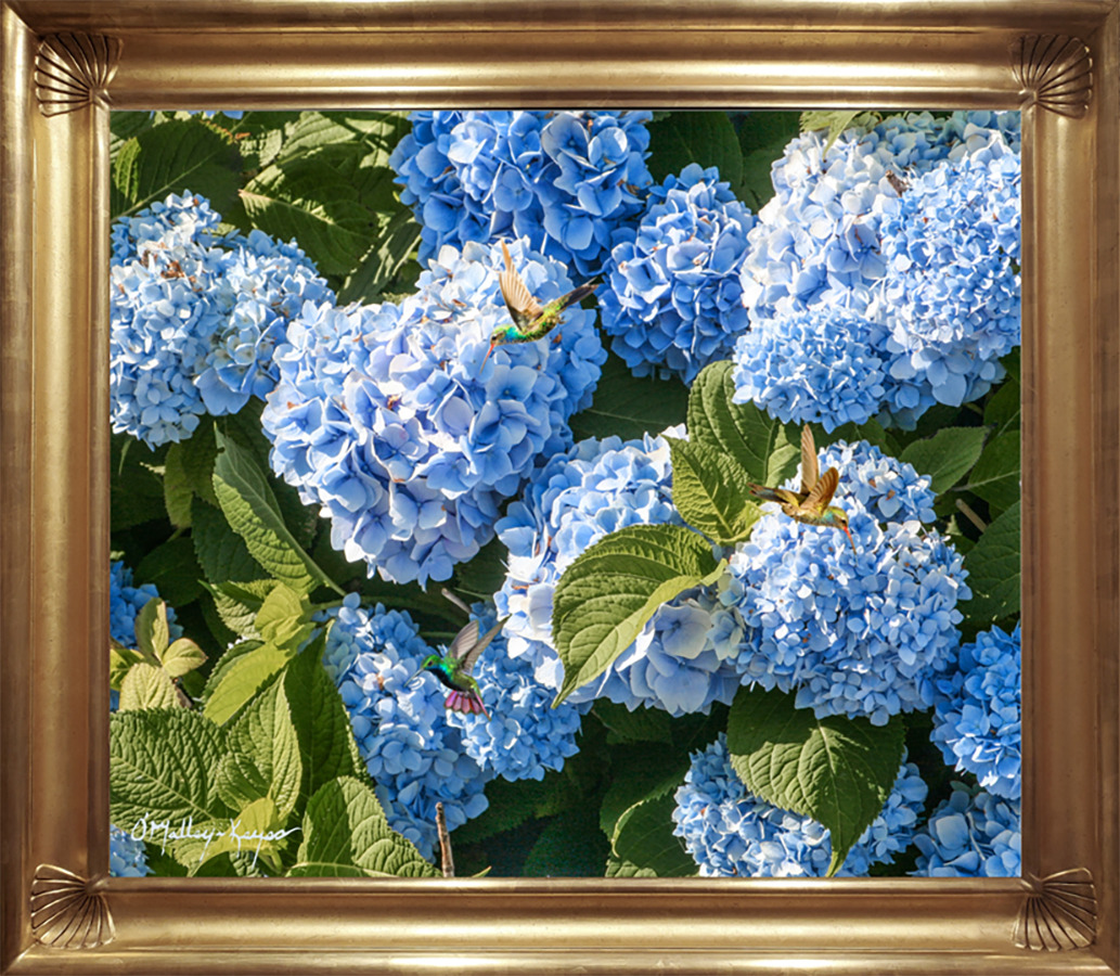 hydrangea fine art painting, oil on linen
