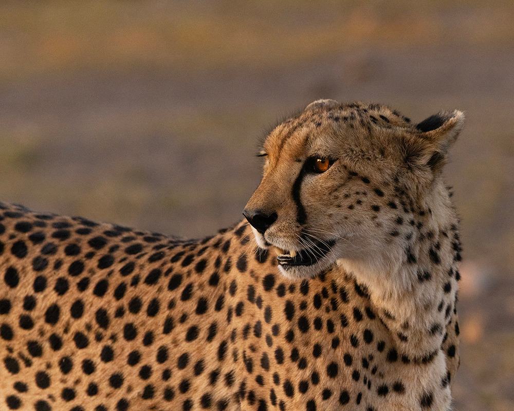 
        <div class='title'>
          Banner On The Prowl
        </div>
       