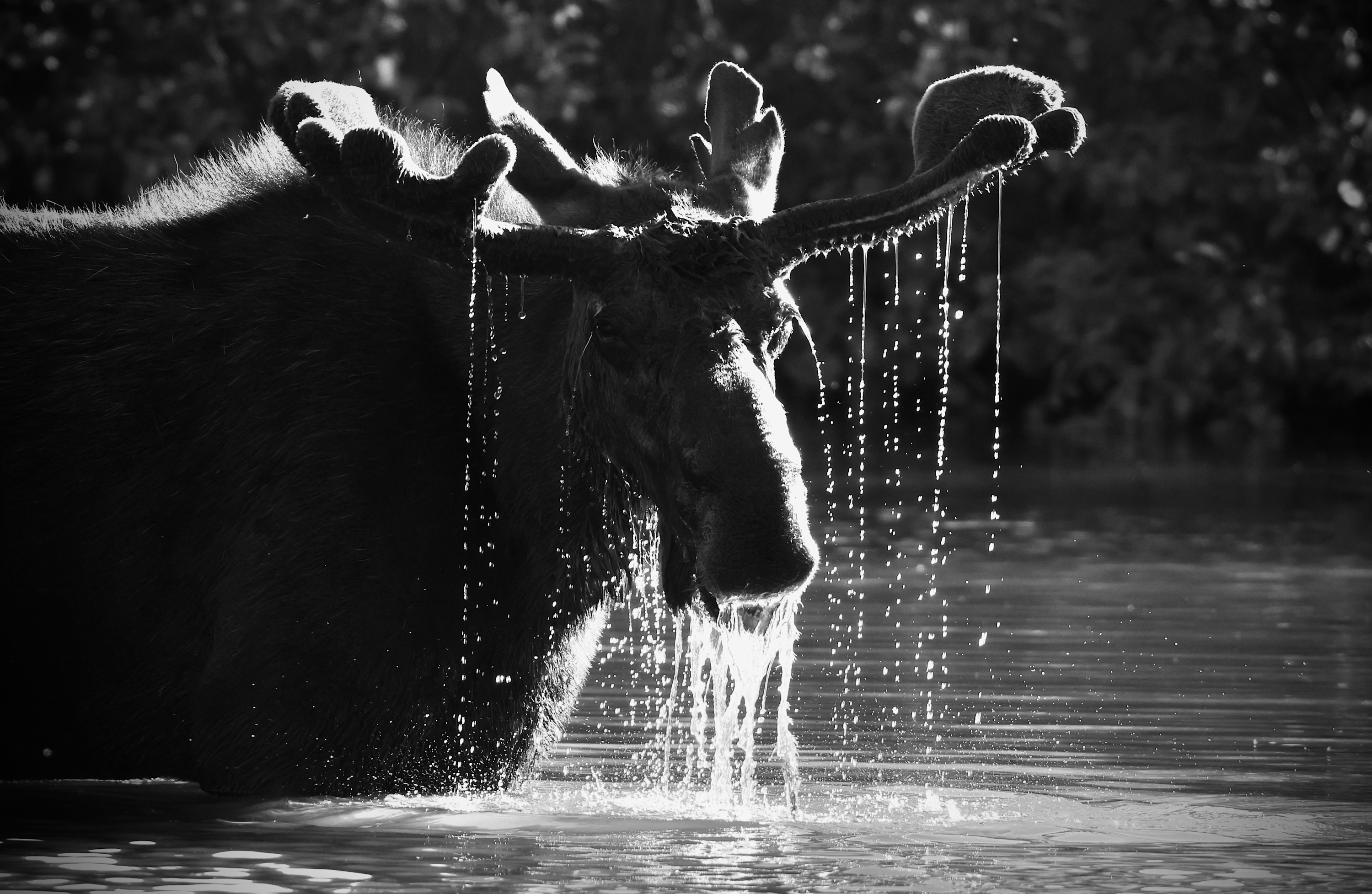 
        <div class='title'>
          Larry the Moose
        </div>
       
        <div class='description'>
          Moose#1
        </div>
      