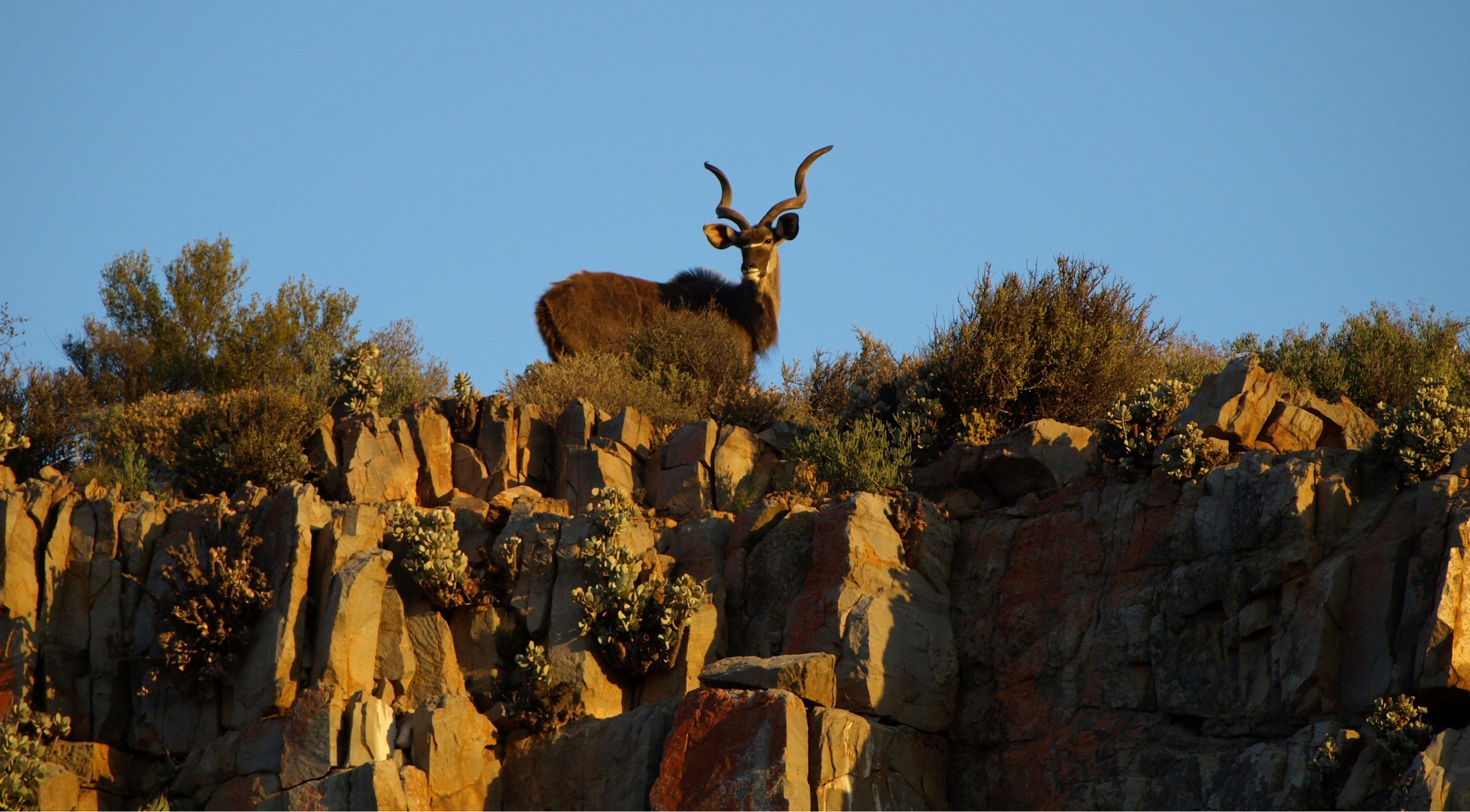 
        <div class='title'>
          Capetown Area Safari Animal Banner
        </div>
       