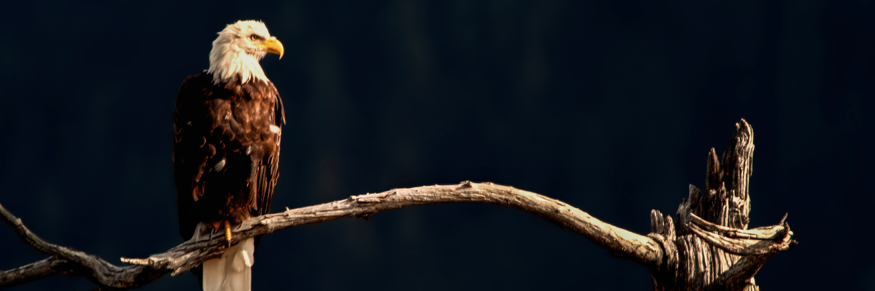 
        <div class='title'>
          Bald Eagle On Limb, Alaska Dsc7872 1X3 Scott Ashley
        </div>
       