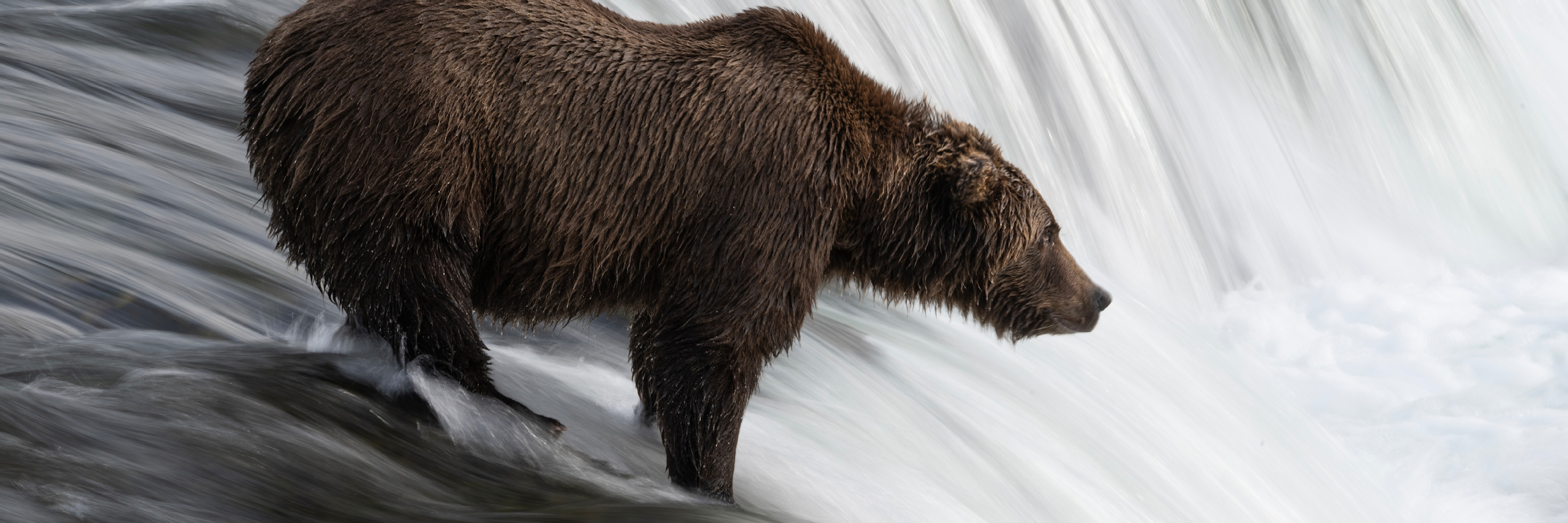 
        <div class='title'>
          Bear Fishing At Falls With Blurry Water 0Z81258 1920X640 Scott Ashley
        </div>
       