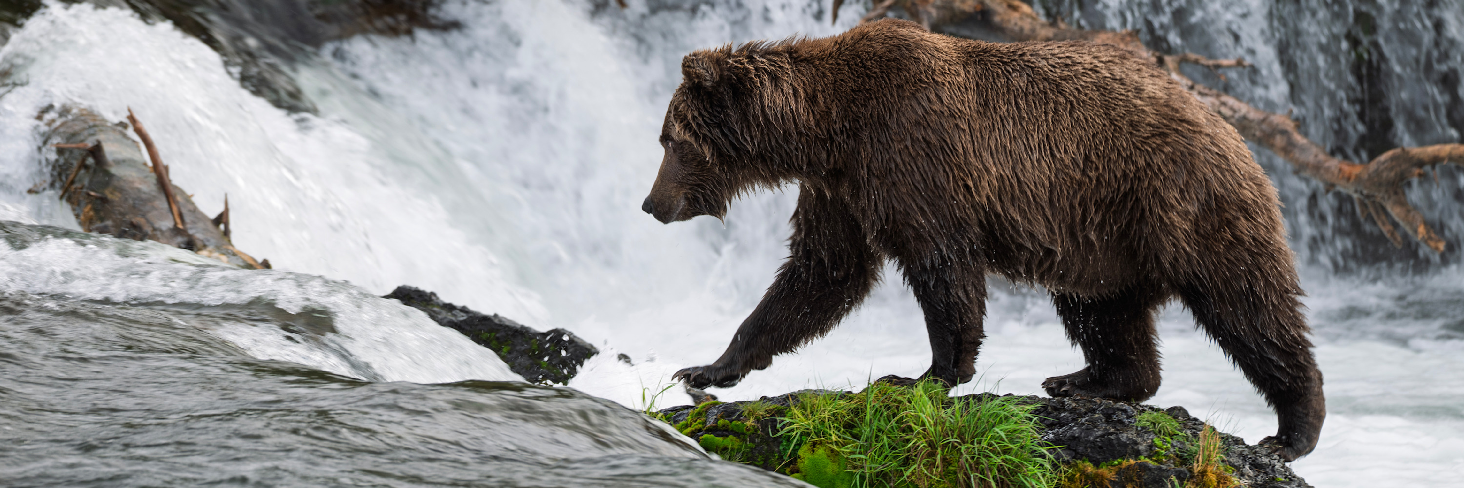 
        <div class='title'>
          Bear Climbing Brooks Falls  0Z81168 1X3 Scott Ashley
        </div>
       