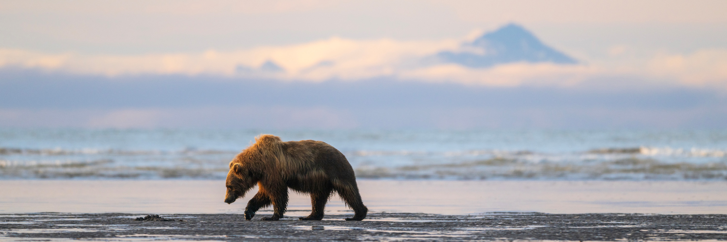 
        <div class='title'>
          Bear On Beach At Sunrise, Alaska 0Z83714 1X3 Scott Ashley
        </div>
       