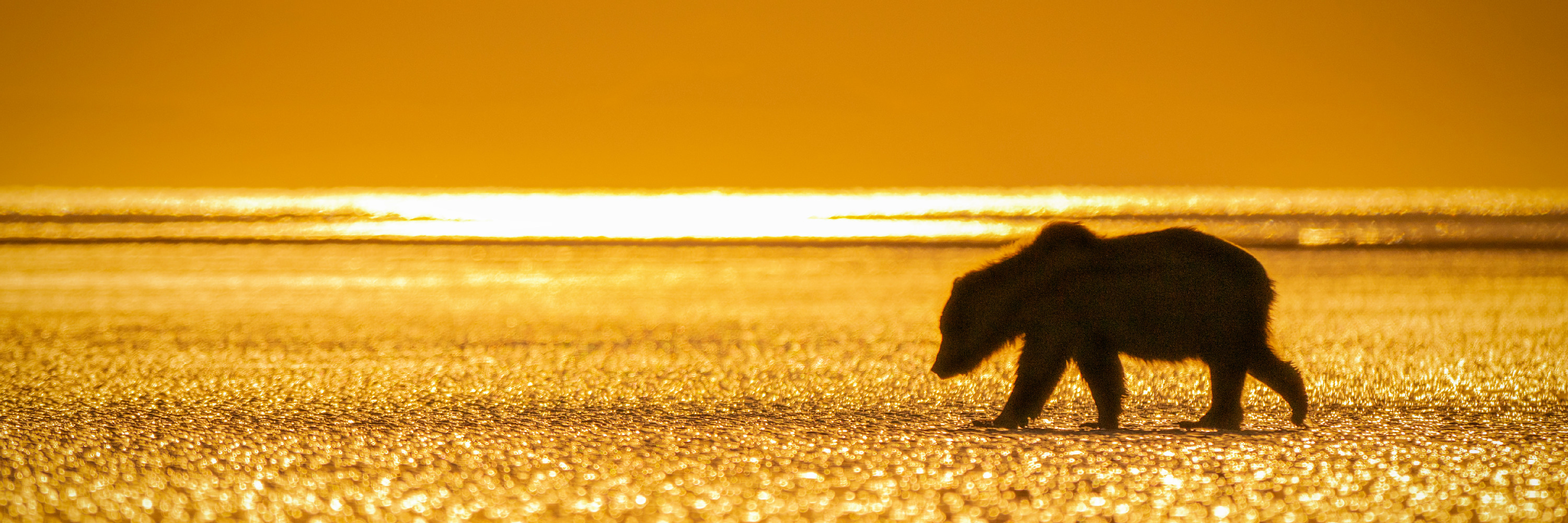 
        <div class='title'>
          Bear On Golden Beach 0Z88296 1X3 Scott Ashley
        </div>
       