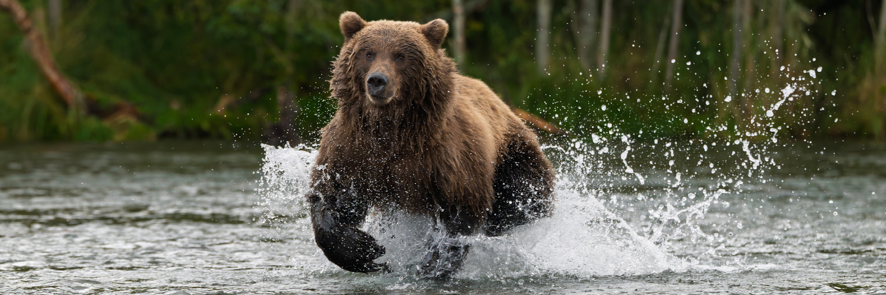 
        <div class='title'>
          Bear Chasing Salmon 0Z83077 1X3 Scott Ashley
        </div>
       