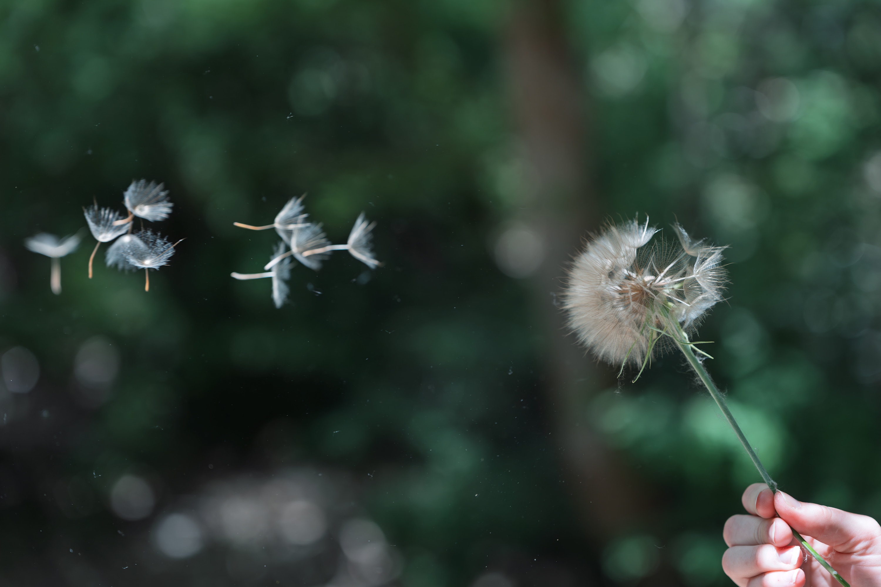 
        <div class='title'>
          Seeds of Stillness
        </div>
       