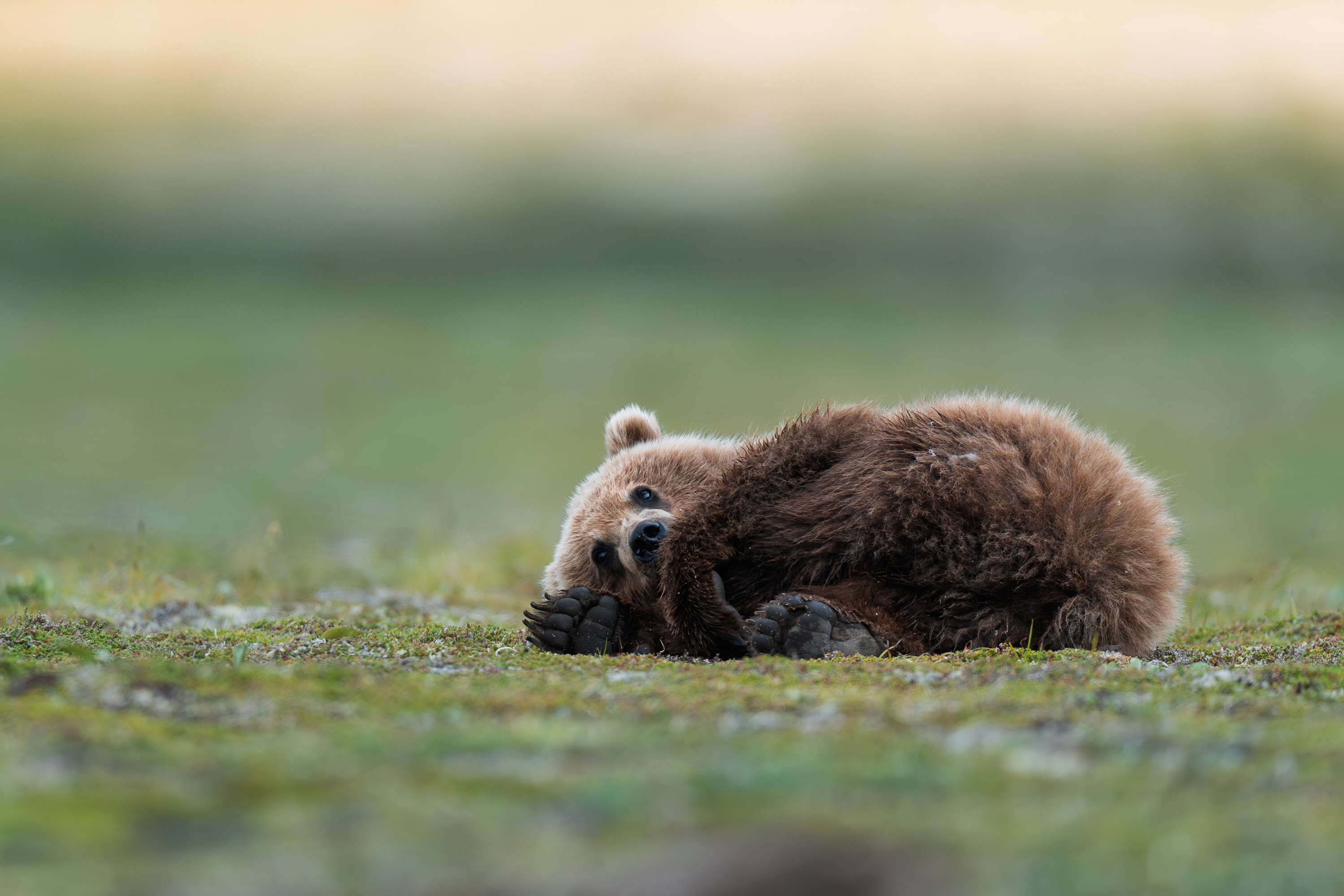 
        <div class='title'>
          Innocence at Play
        </div>
       