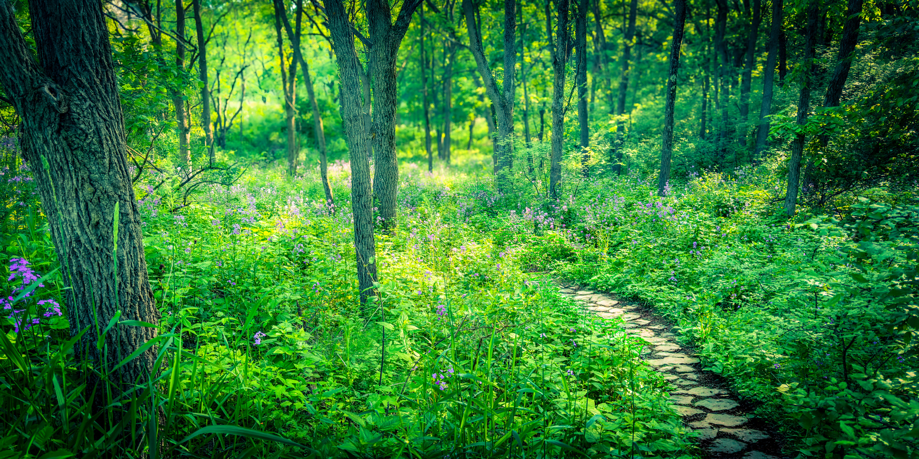 Awalkinthewoods ops7pu