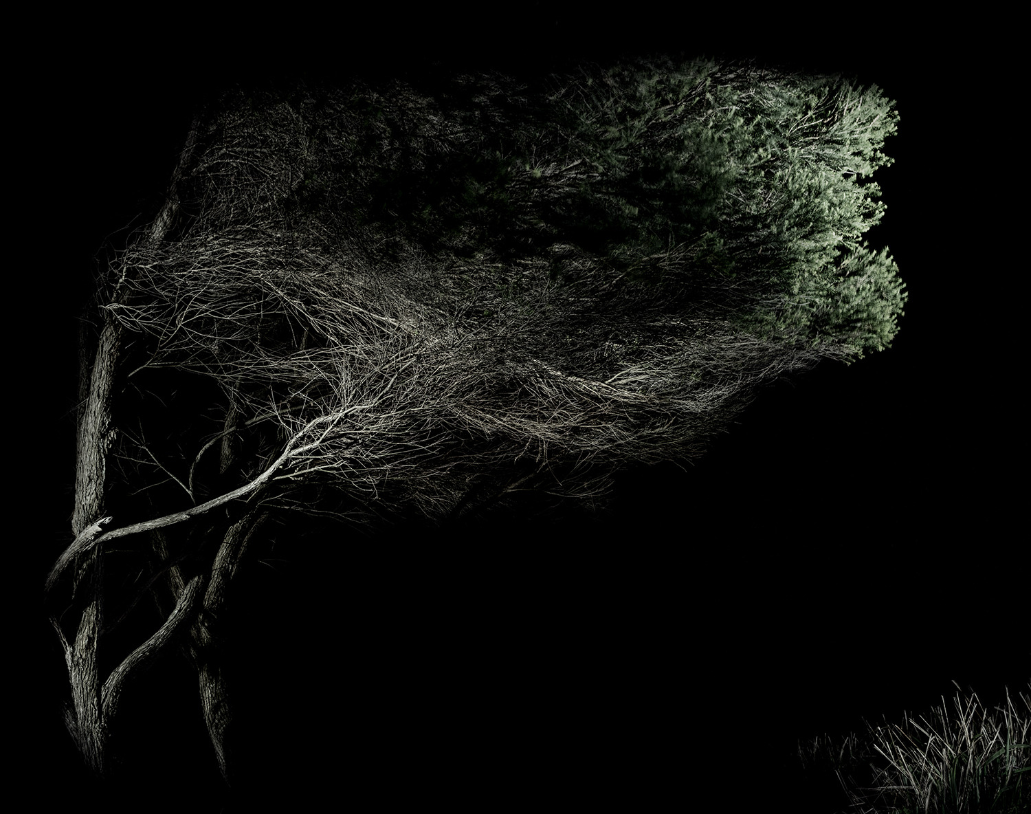 Light painting landscapes australia by anastasethe thinking tree by catalin anastase dscf202241 catalin anastase owm60s