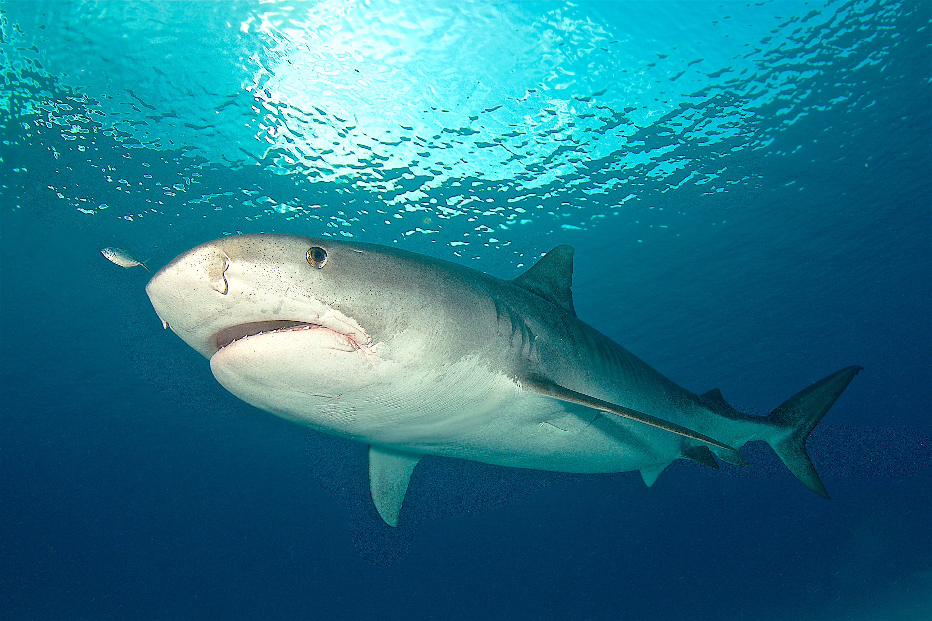 
        <div class='title'>
          Tiger Shark in the water column, Tiger Beach
        </div>
       