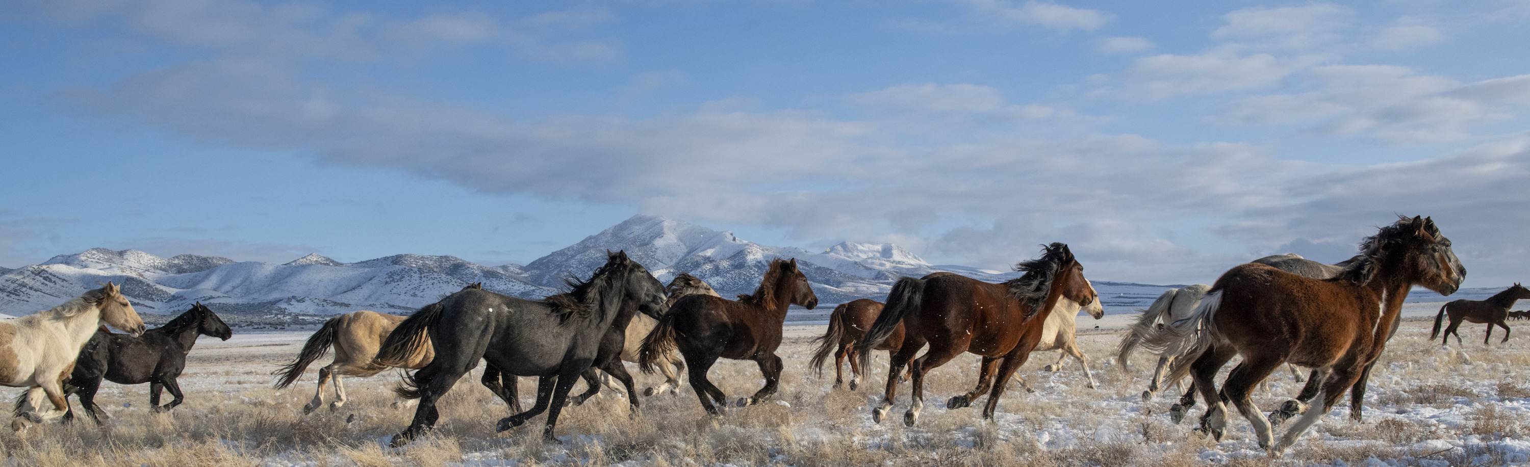 
        <div class='title'>
          Into The Wild   Stampede
        </div>
       