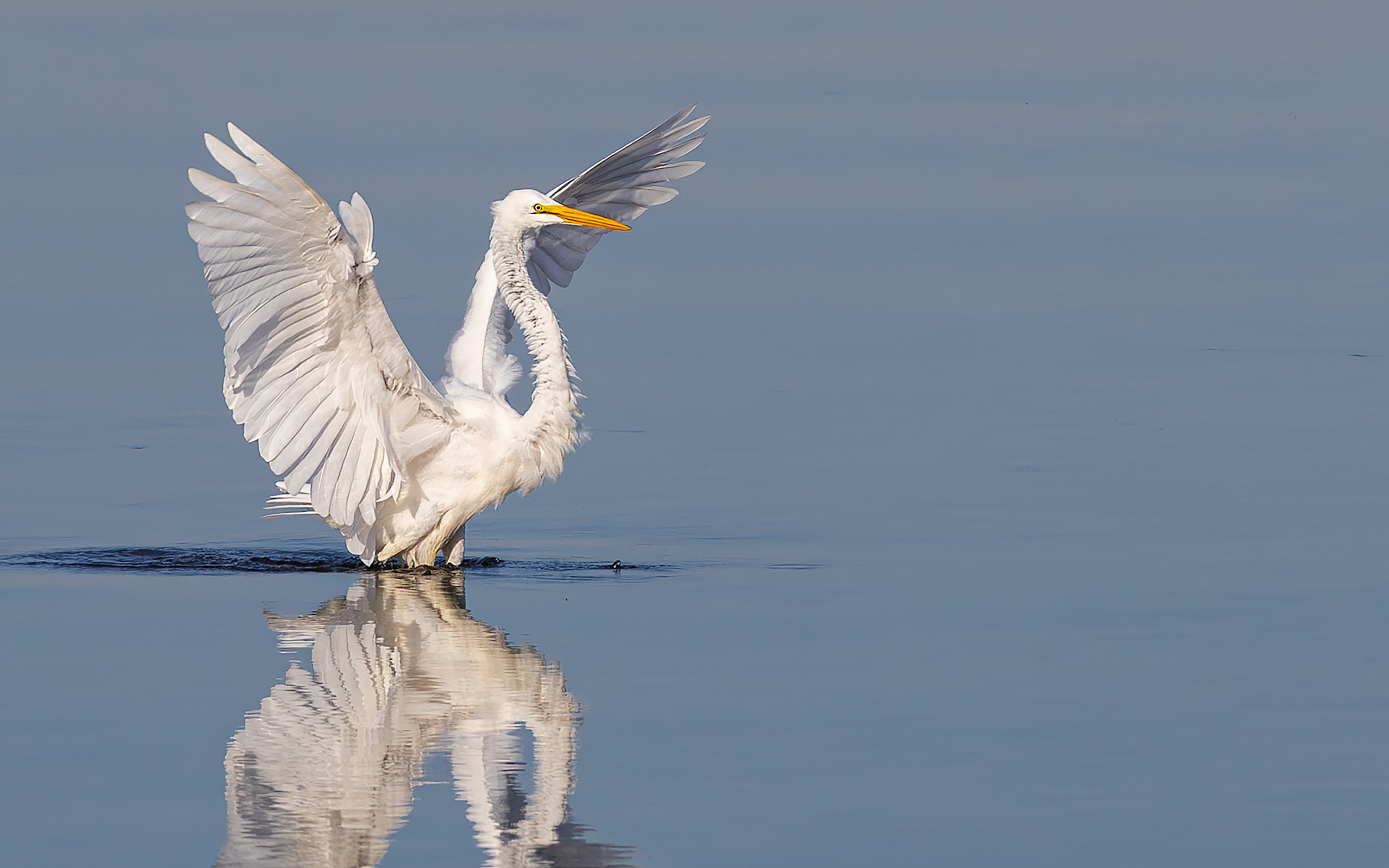 
        <div class='title'>
          Great Egret   Grande Egrette II
        </div>
       