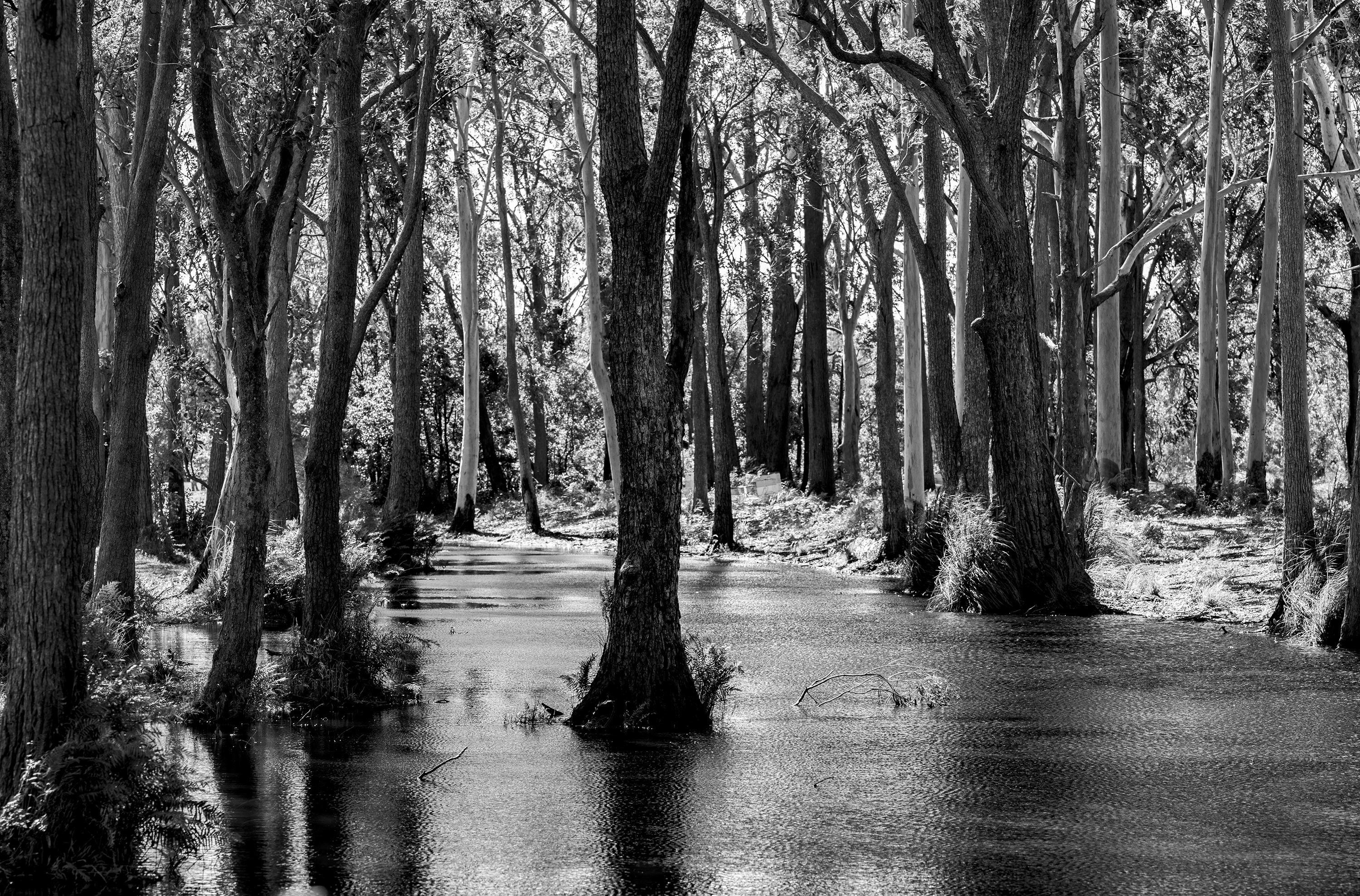 Flooded forest web q4rgvs