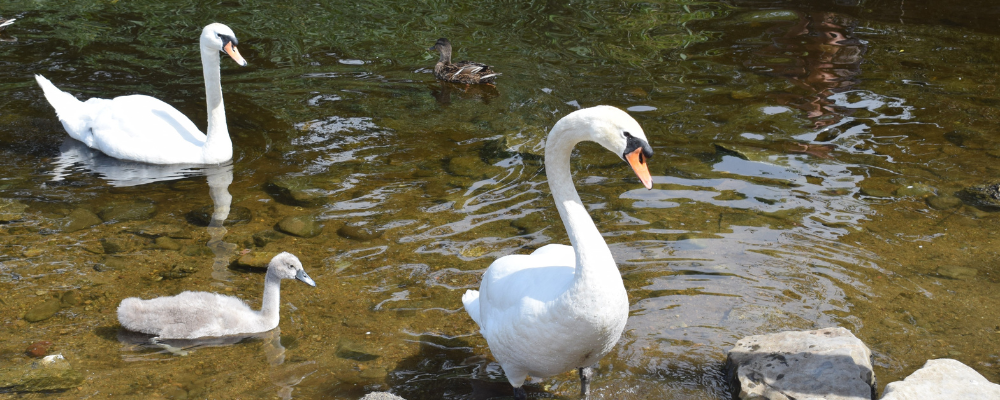 
        <div class='title'>
          Copy of Untitled Design (2)
        </div>
       