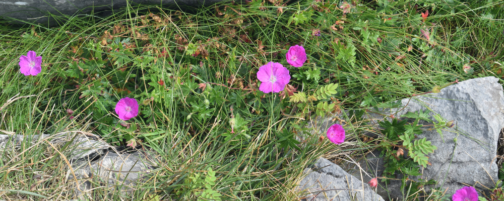 
        <div class='title'>
          Copy of Untitled Design (3)
        </div>
       