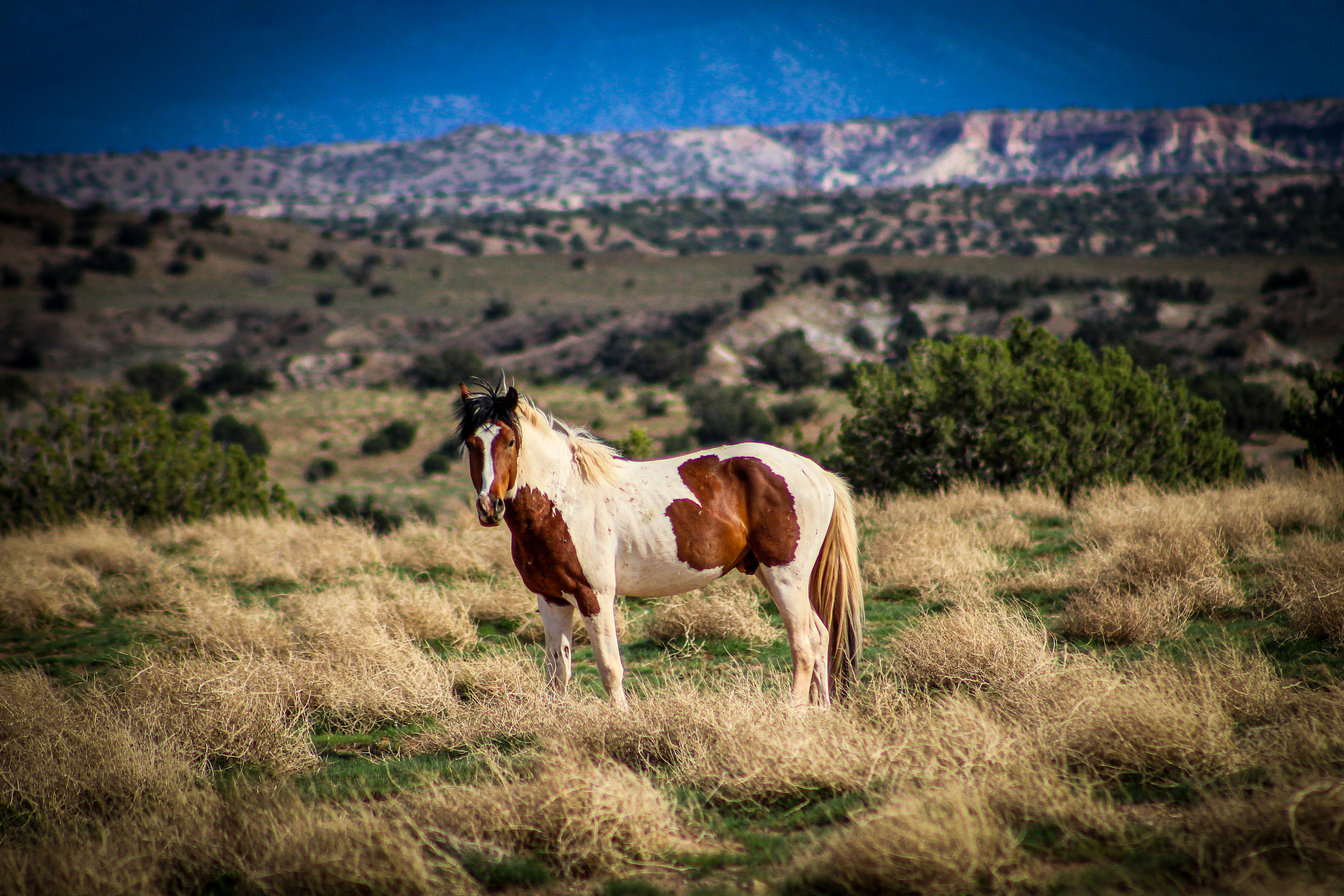 
        <div class='title'>
          Keeper of the Plateau Pinto Wild Stallion
        </div>
       