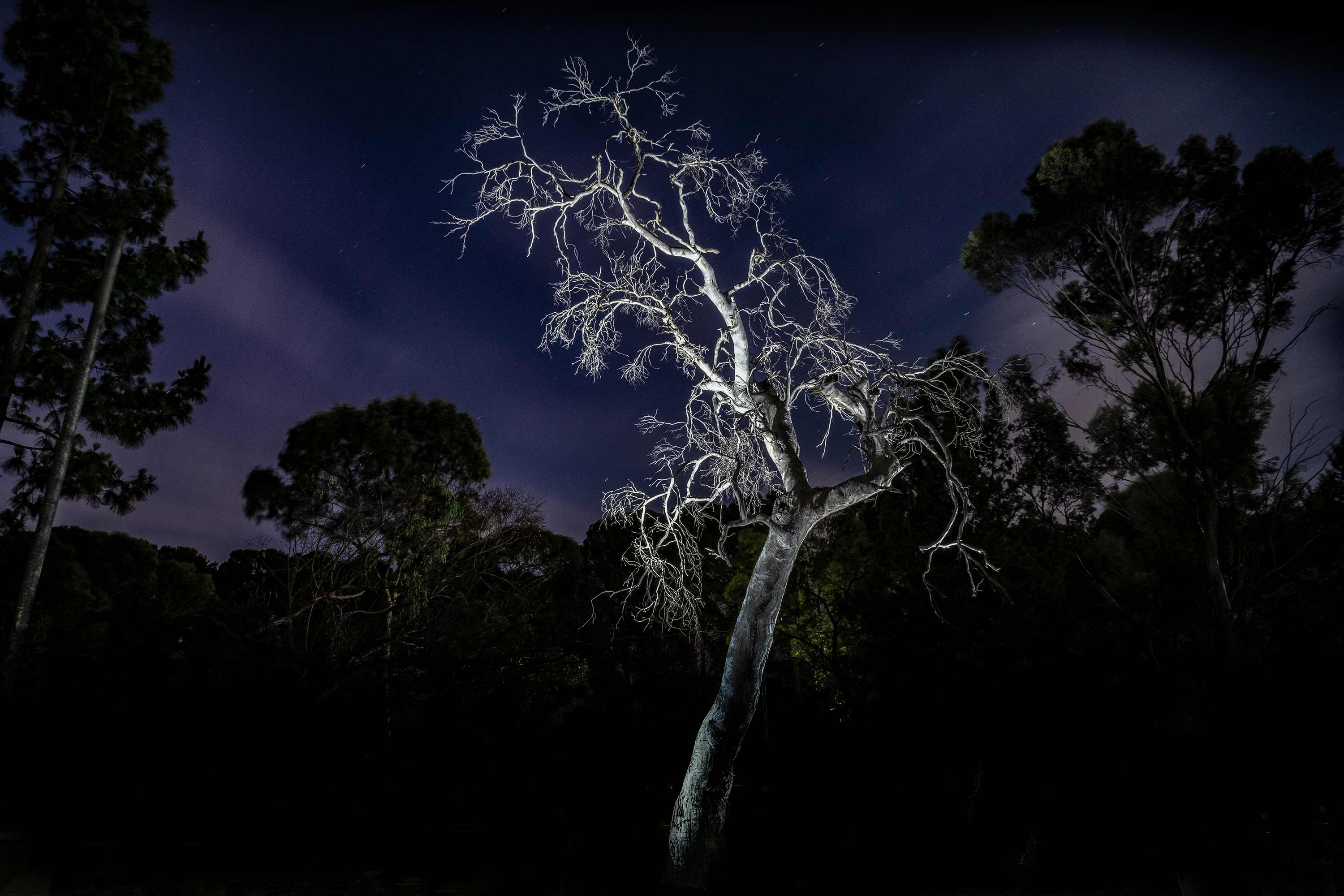 Rebel in the night1 photo by catalin anastase xtf2229 dcbsll