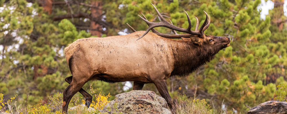 
        <div class='title'>
          Copy of Untitled Design (1)
        </div>
       