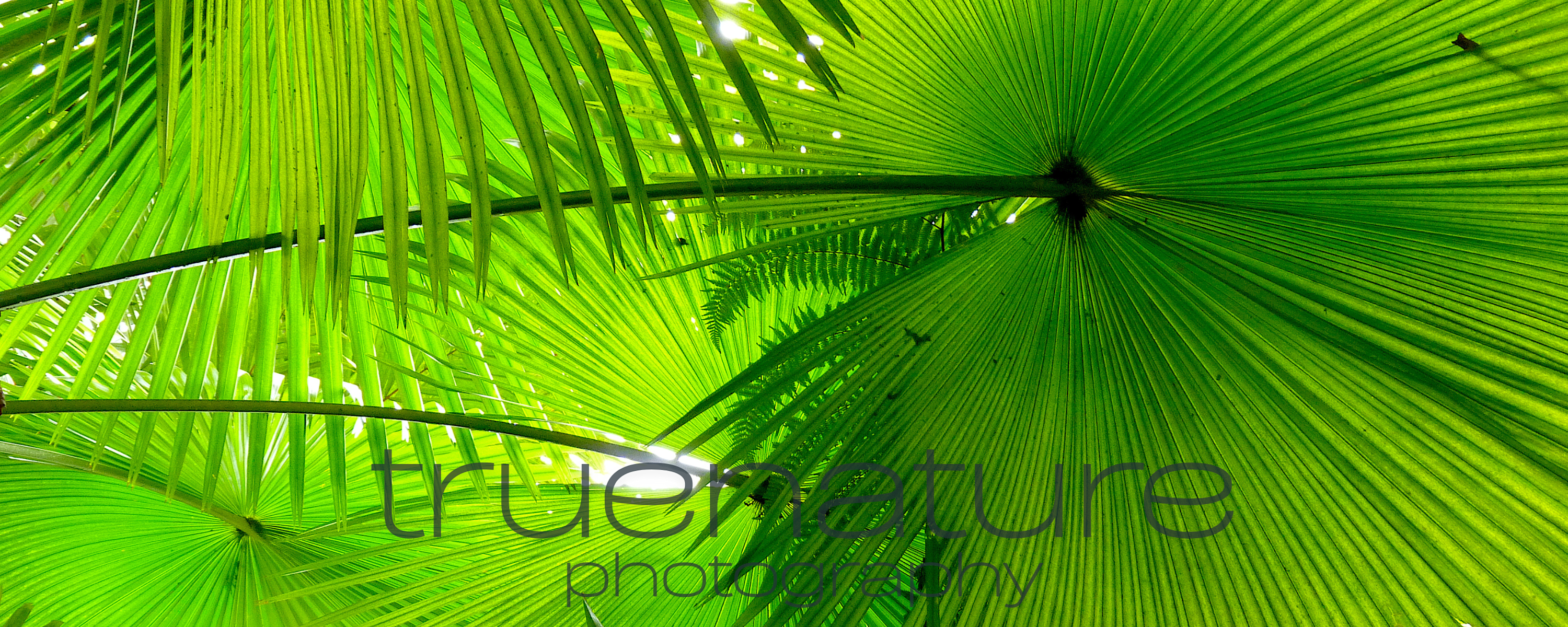 
        <div class='title'>
          4
        </div>
       