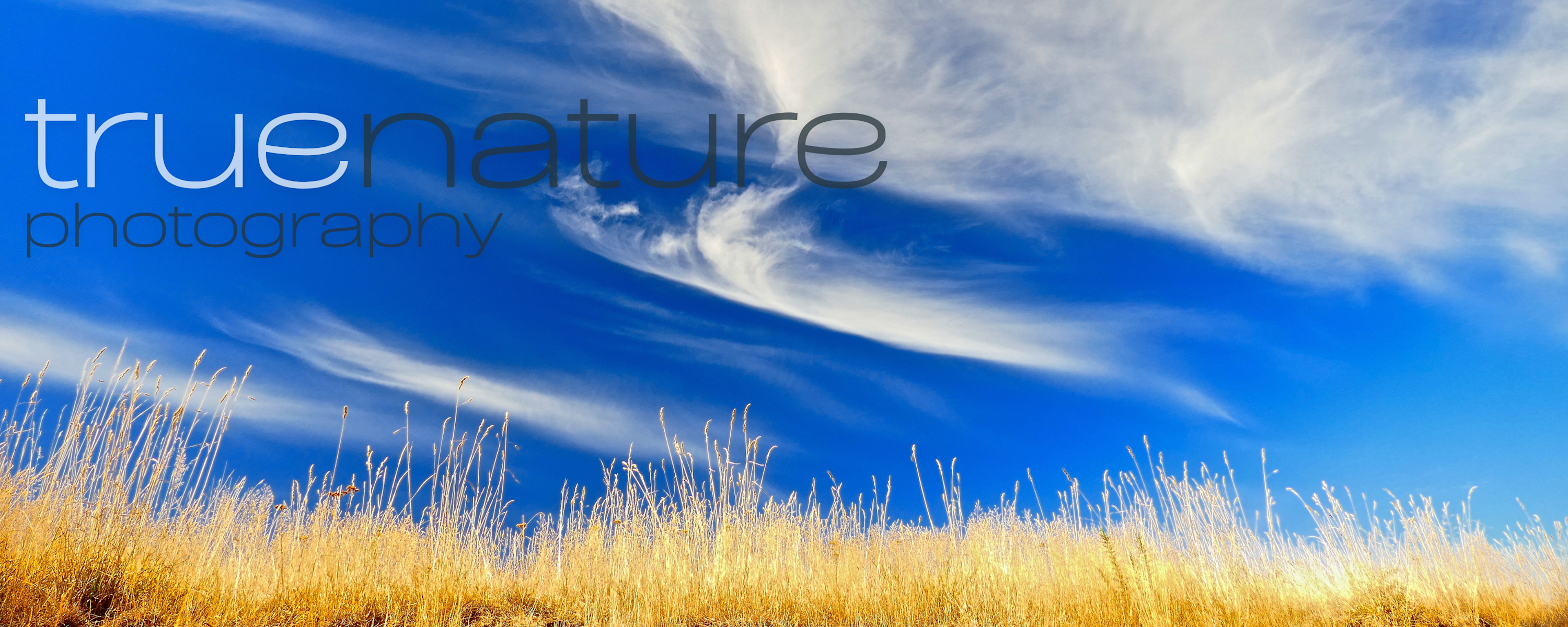 
        <div class='title'>
          5
        </div>
       