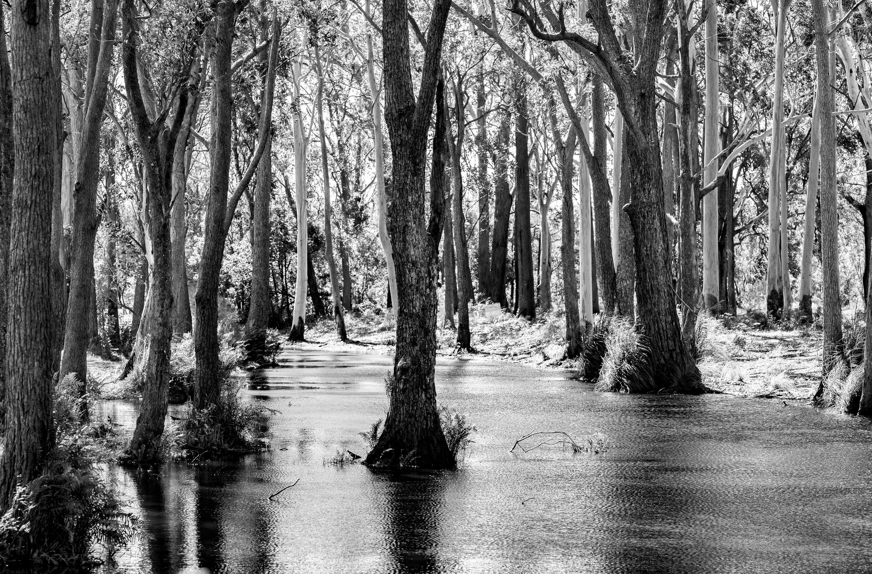 Theforest web zhojl7