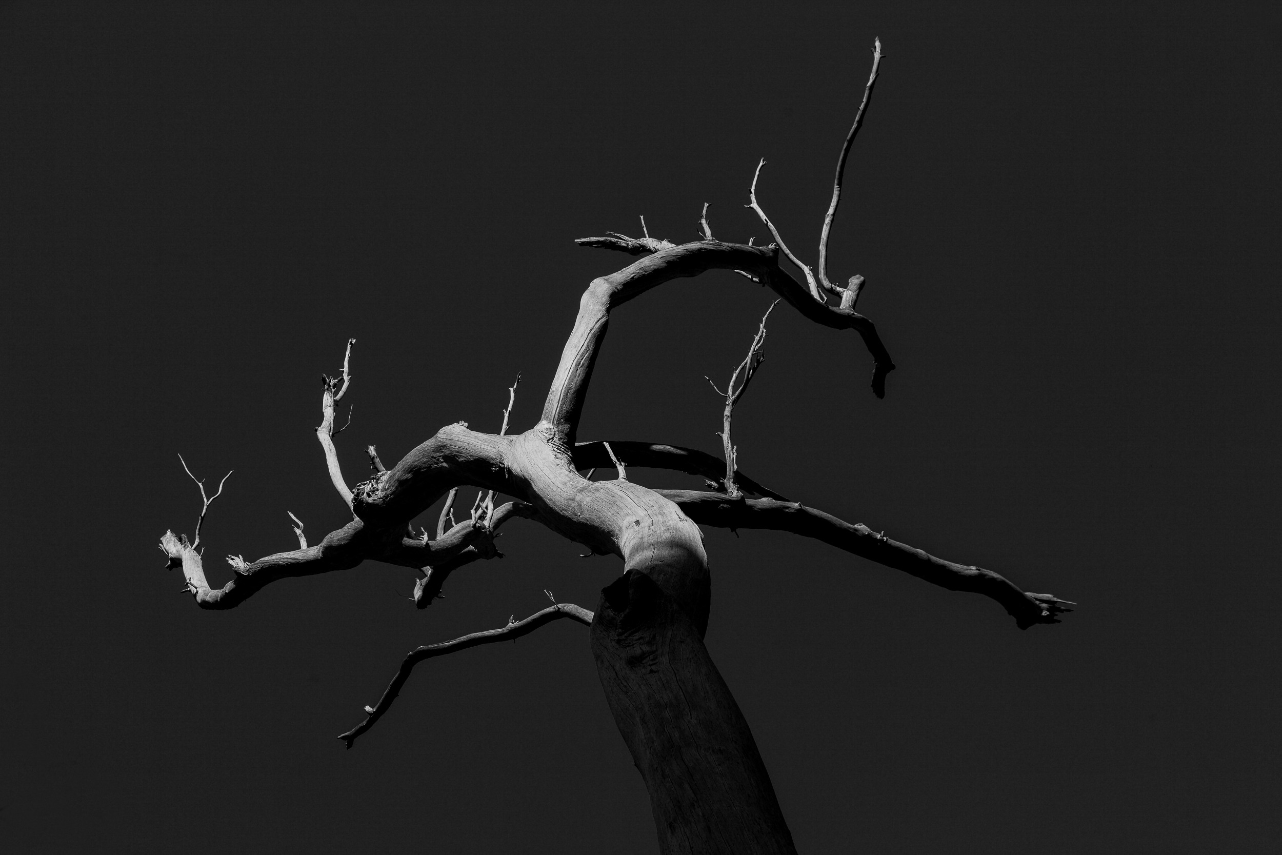 Hadestree web fktei1