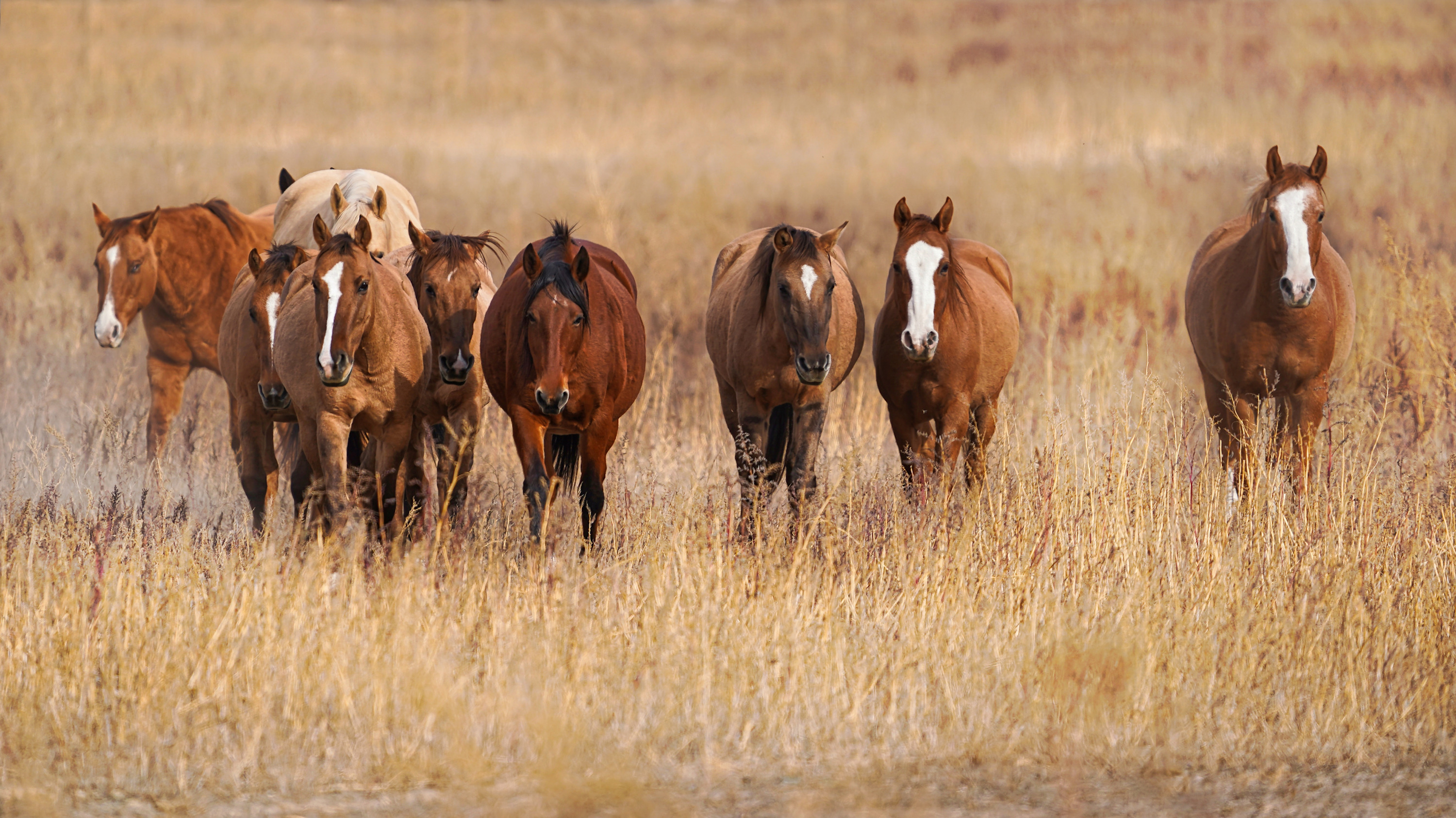 
        <div class='title'>
          Wild Horses Black Hills Sanctuary V
        </div>
       