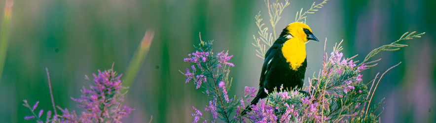 
        <div class='title'>
          250614 DSC7690
        </div>
       