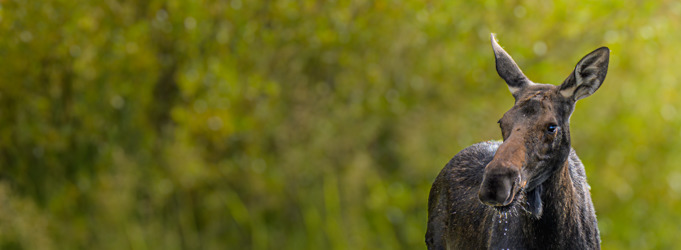 
        <div class='title'>
          250801 Z81 0870
        </div>
       