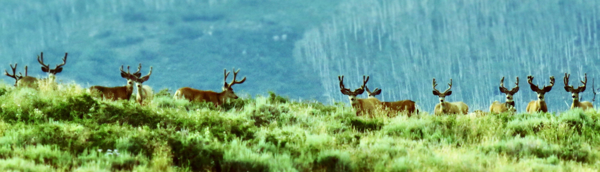 
        <div class='title'>
          IMG 4427
        </div>
       