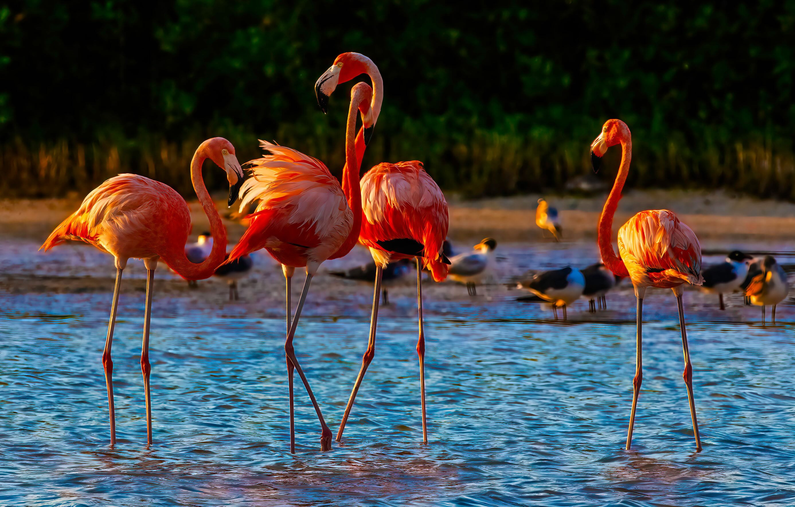 
        <div class='title'>
          LandingpageFlamingo
        </div>
       