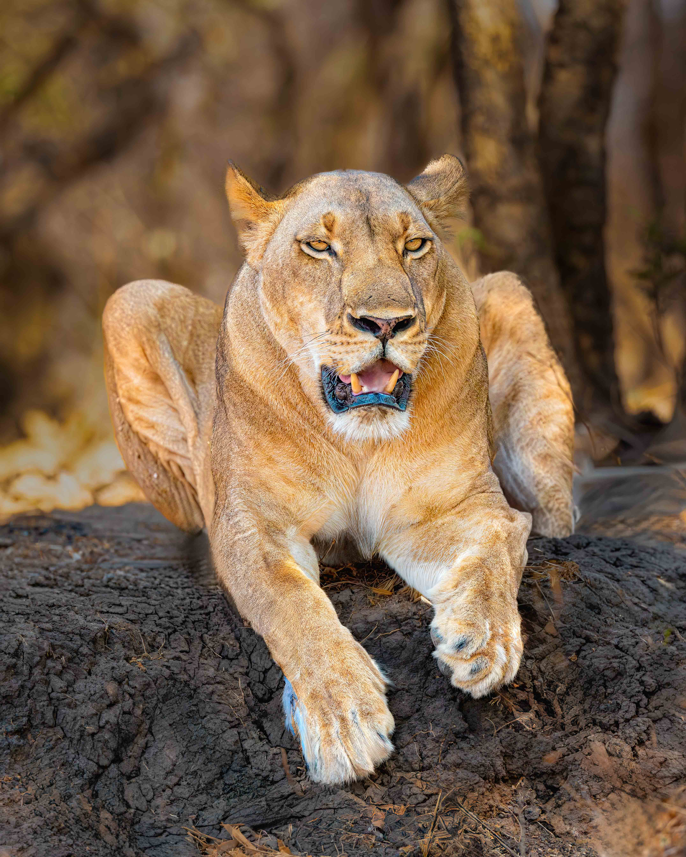 
        <div class='title'>
           12A4697 Edit Edit
        </div>
       