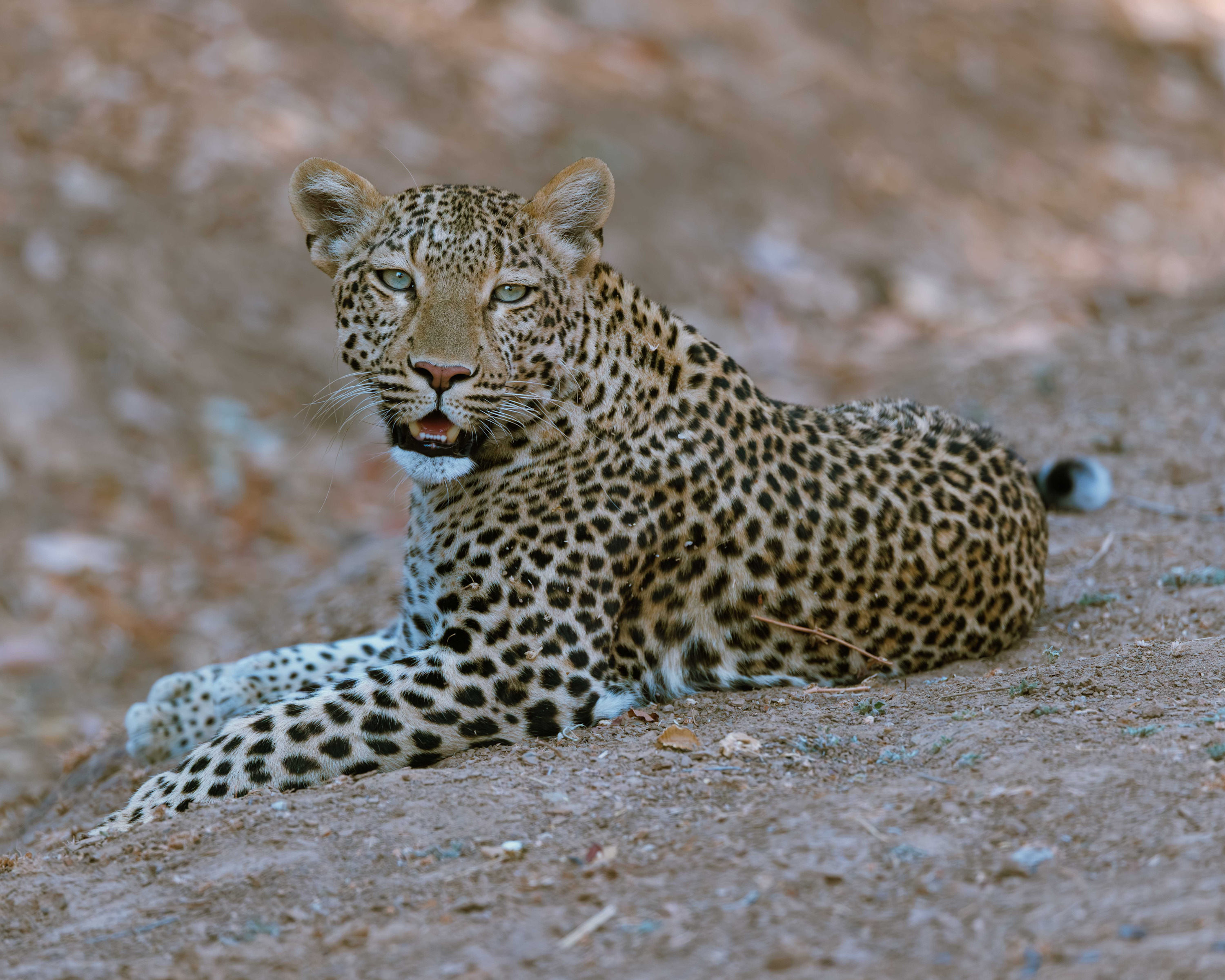 
        <div class='title'>
           12A8985
        </div>
       