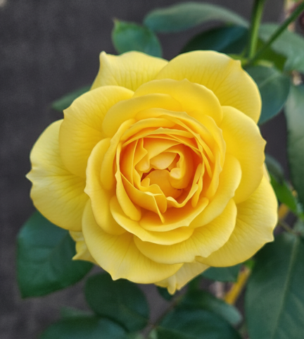 
        <div class='title'>
          260126 YellowRose Gemini z58h7yz58h7yz58h
        </div>
       