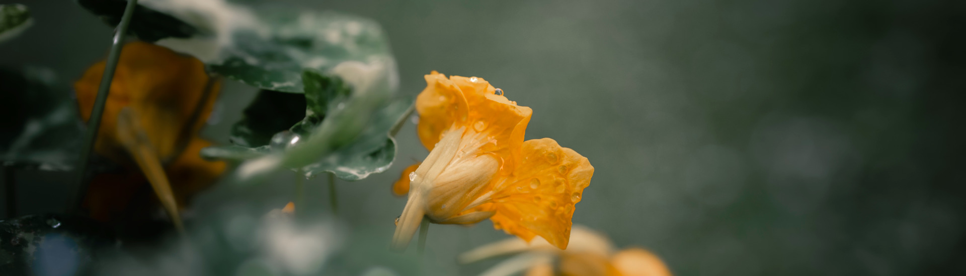 
        <div class='title'>
           Z3A3564 1
        </div>
       