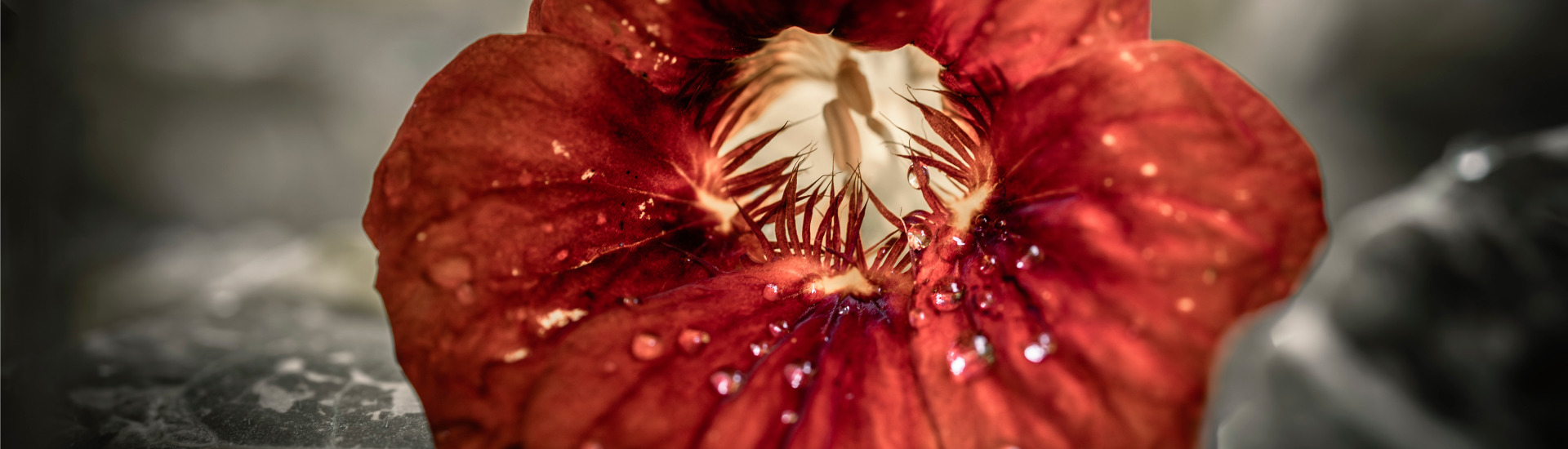 
        <div class='title'>
           Z3A3587 1
        </div>
       