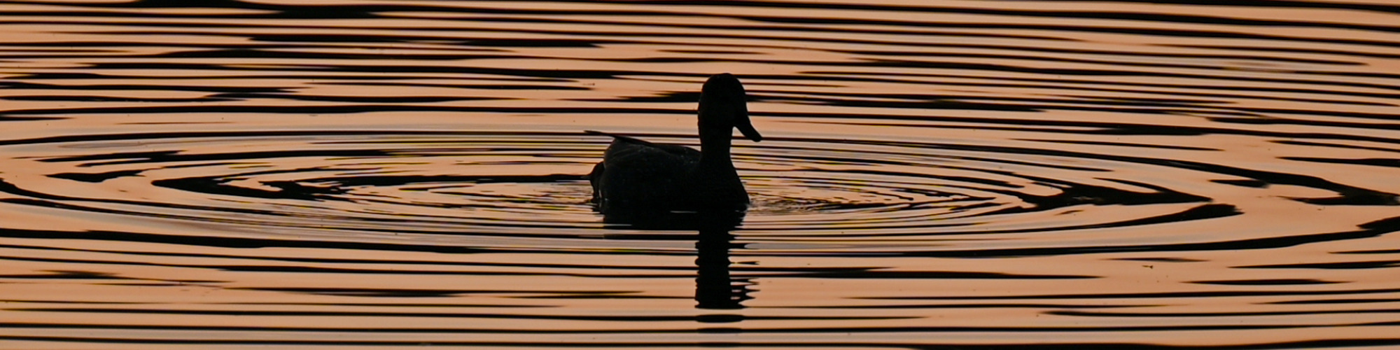 
        <div class='title'>
          New Project (1)
        </div>
       