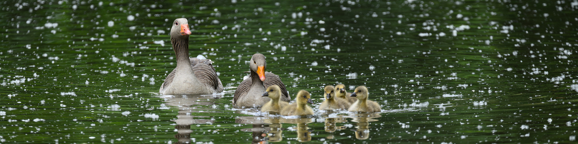 
        <div class='title'>
          New Project
        </div>
       