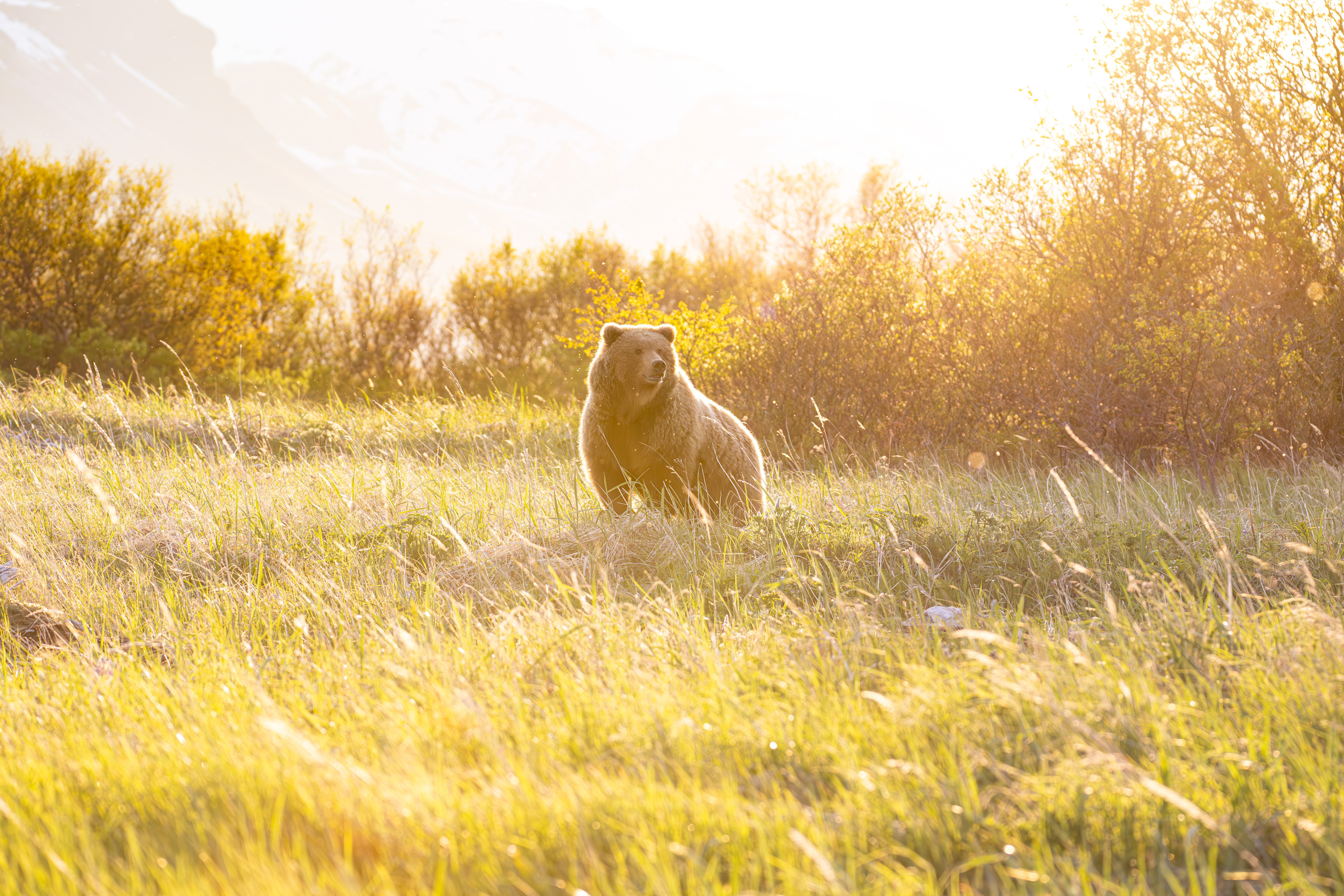 
        <div class='title'>
          Bathed in Gold
        </div>
       