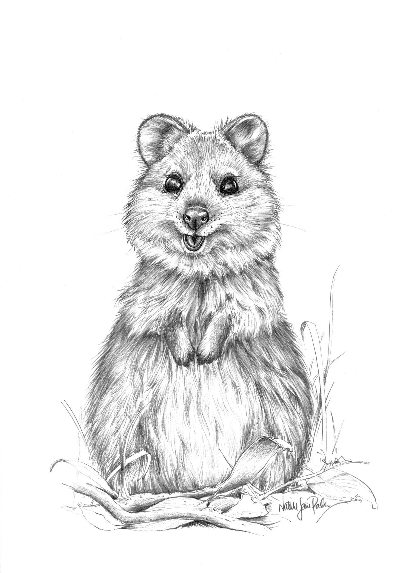 Quokka drawing art print by Australian wildlife artist Natalie Jane Parker