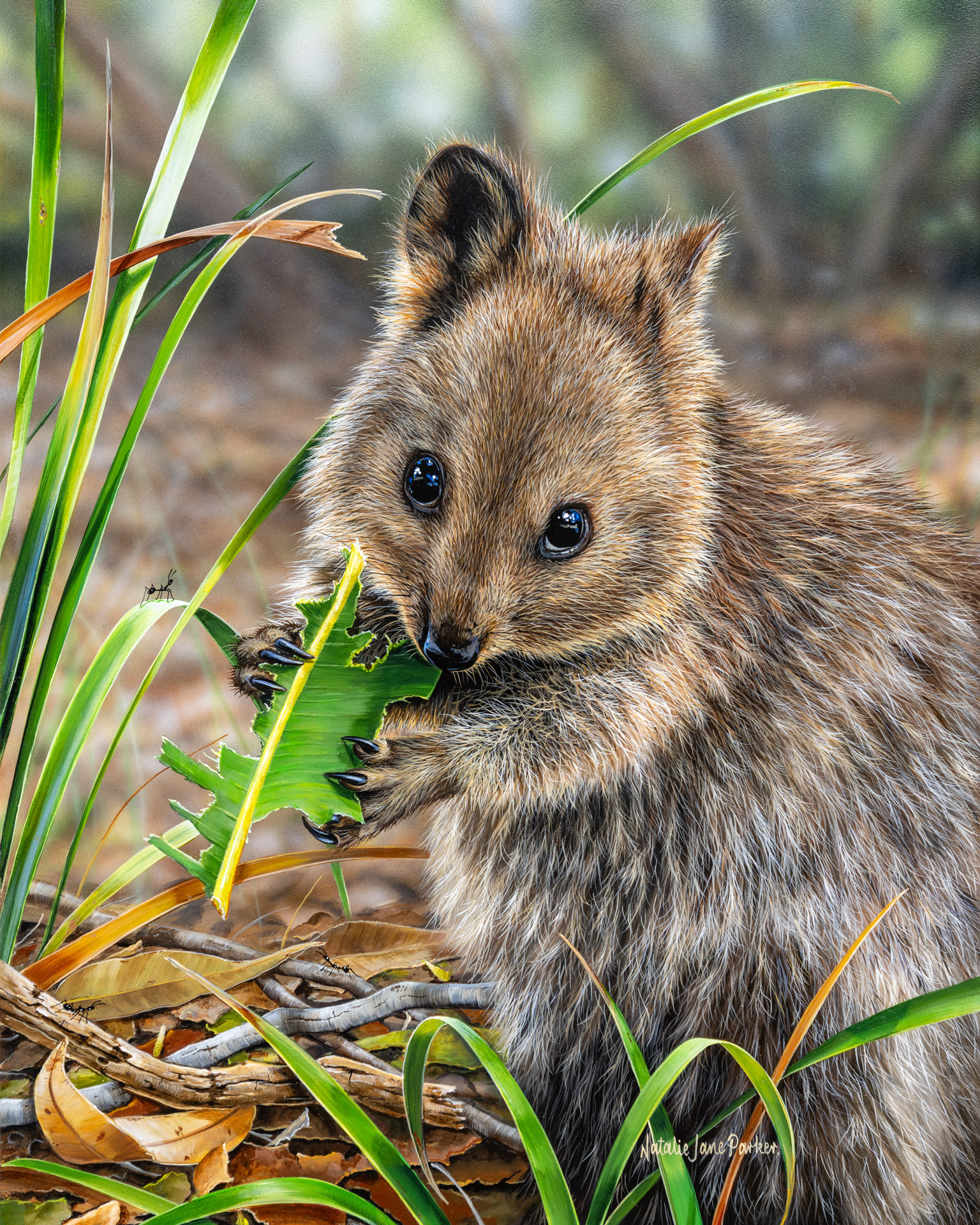 Quokka art print by Australian wildlife artist Natalie Jane Parker
