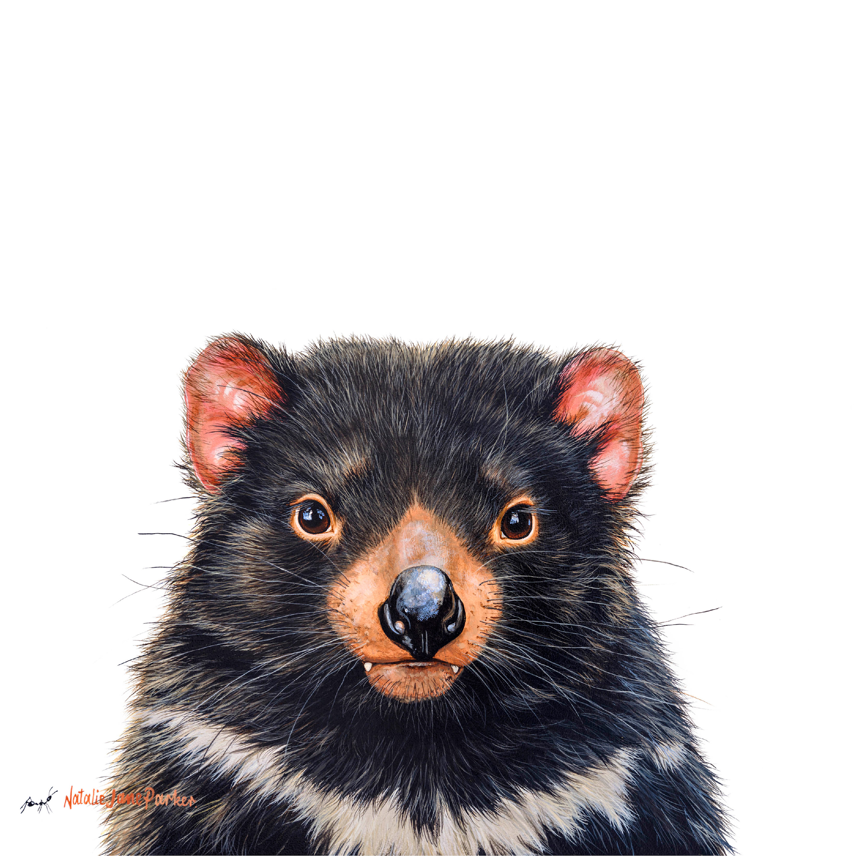 Tasmanian devil art print by Australian wildlife artist Natalie Jane Parker