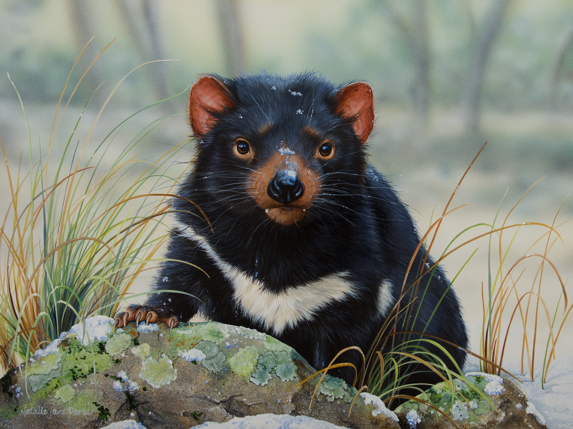 Tasmanian devil (Sarcophilus harrisii) artwork print by Australian wildlife artist Natalie Jane Parker