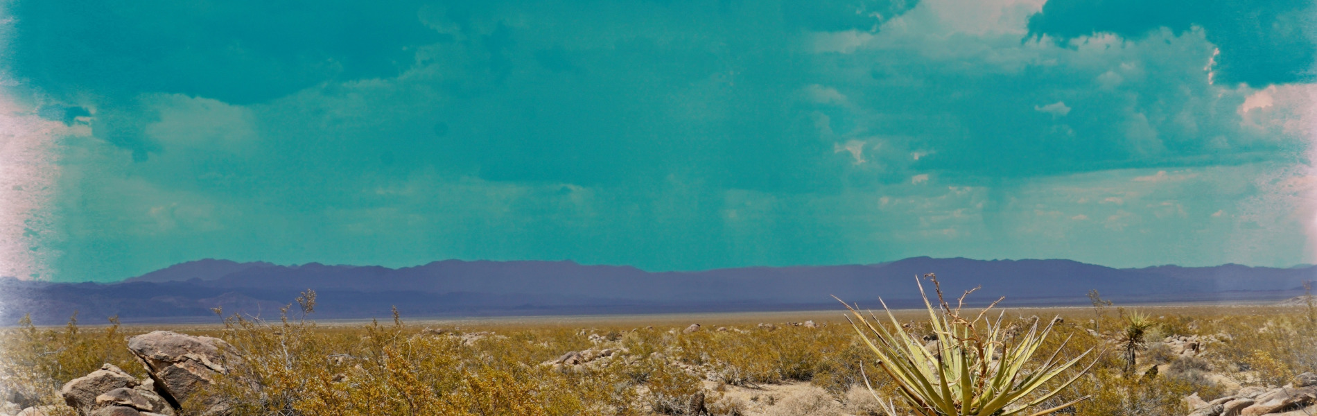 
        <div class='title'>
          Joshua Tree 1956
        </div>
       