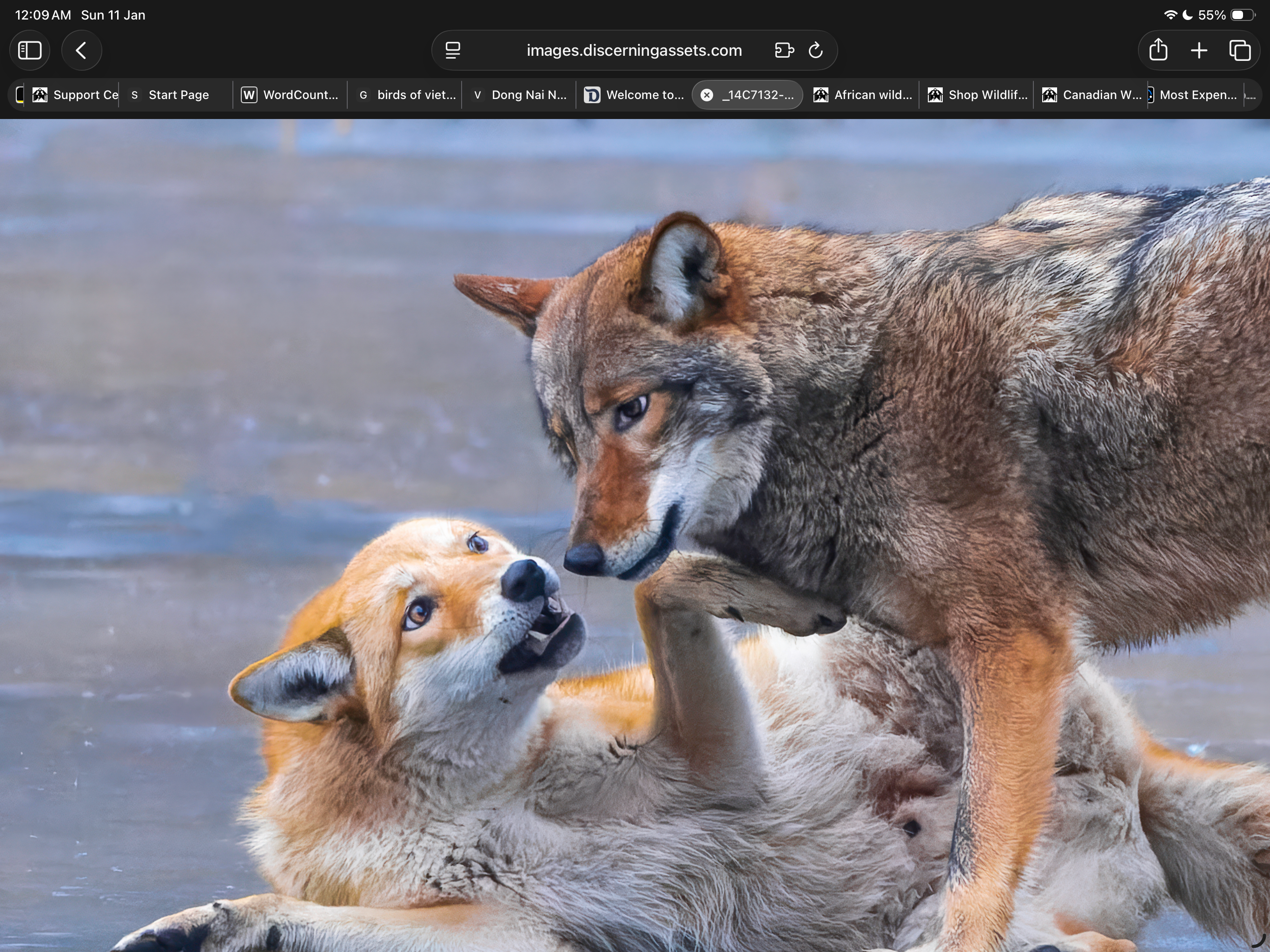 
        <div class='title'>
          IMG 1631
        </div>
       